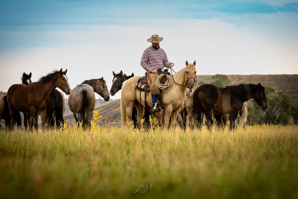 Lazy Dollar Quarter horses.  "Ride a brand known and Respected by the Great Butch Cassidy"