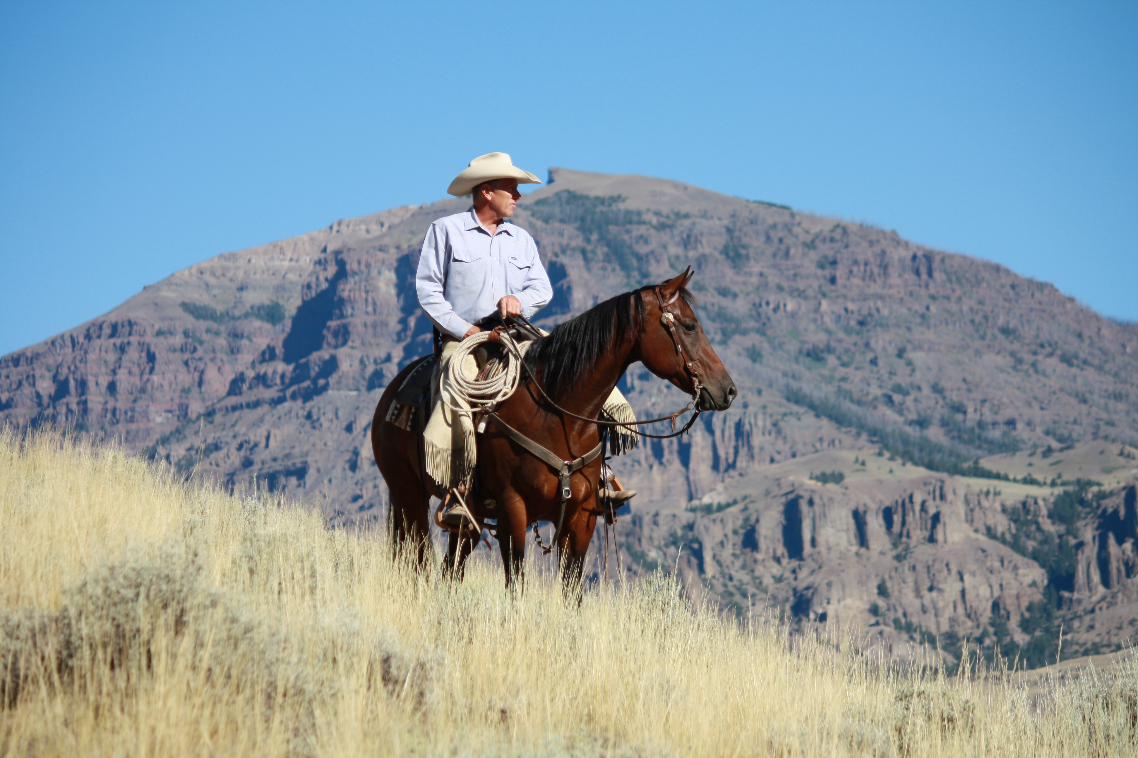 Ranch horse