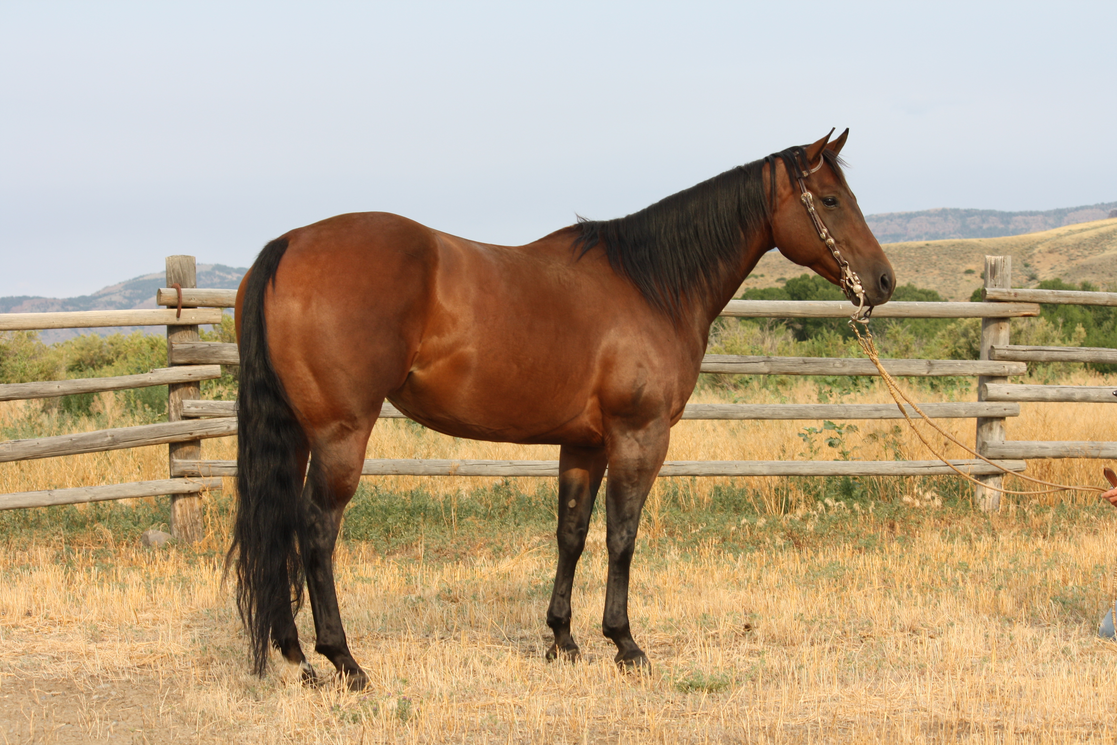 Rope horse
