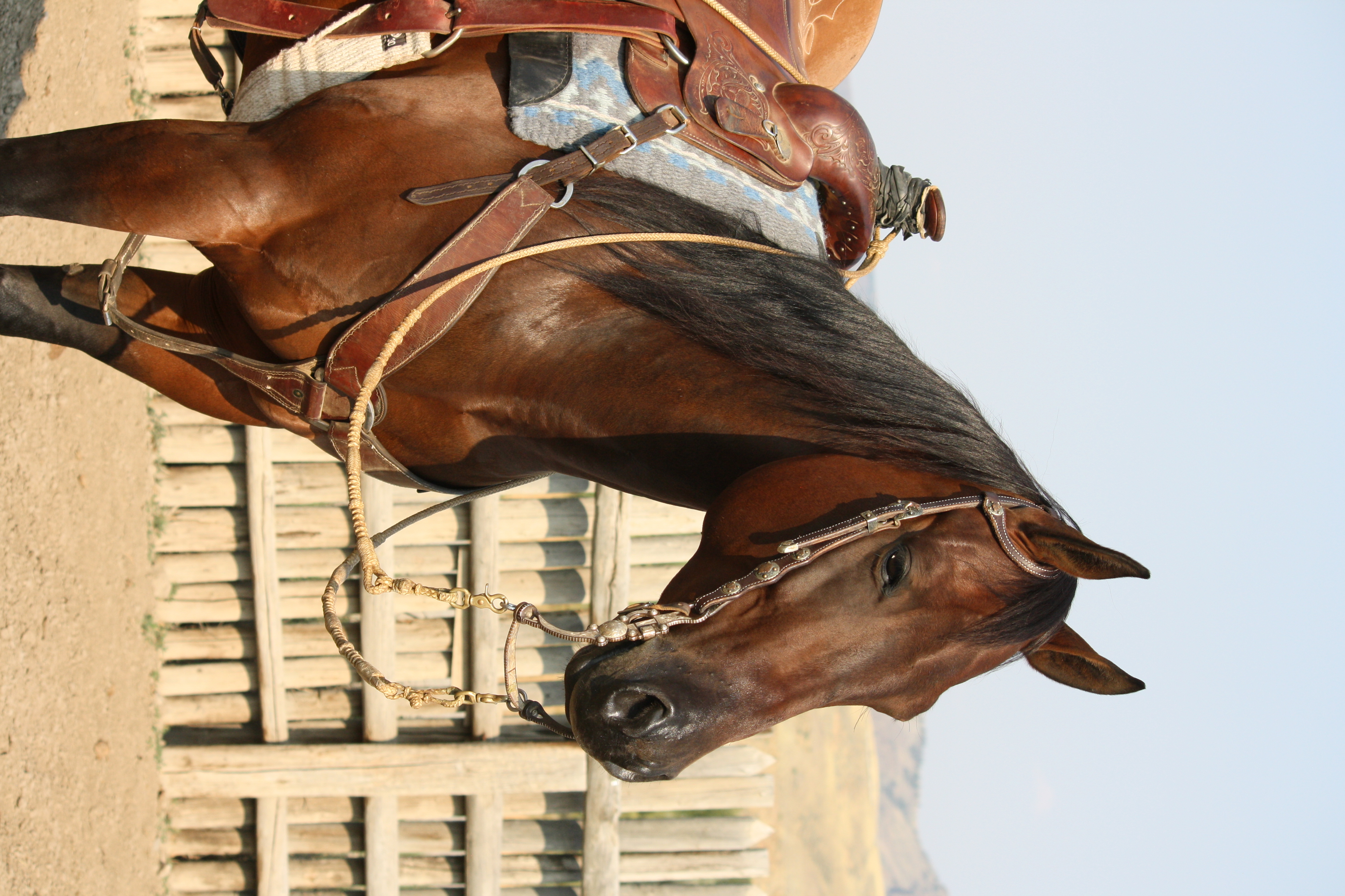 Rope horse
