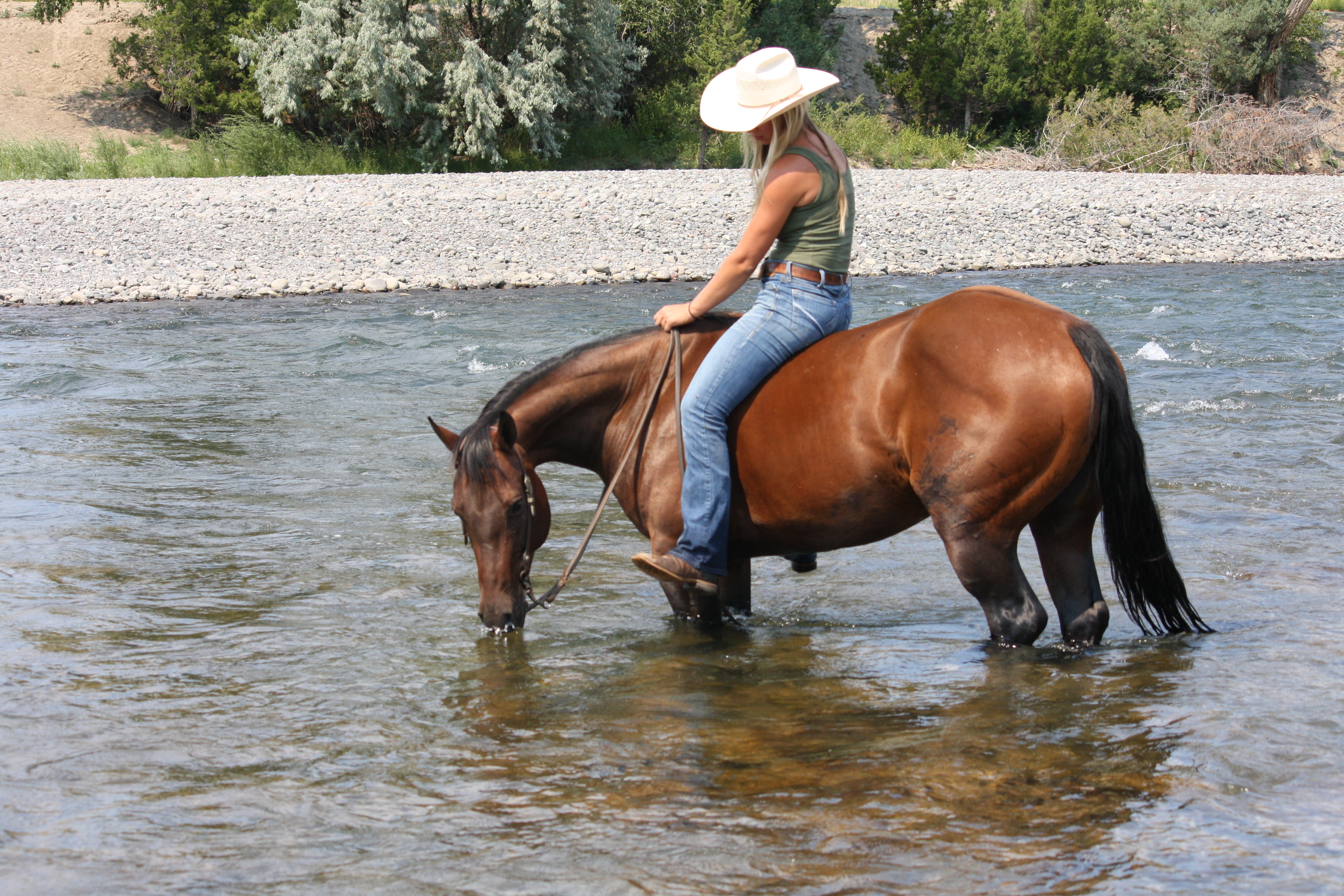 Trail horse