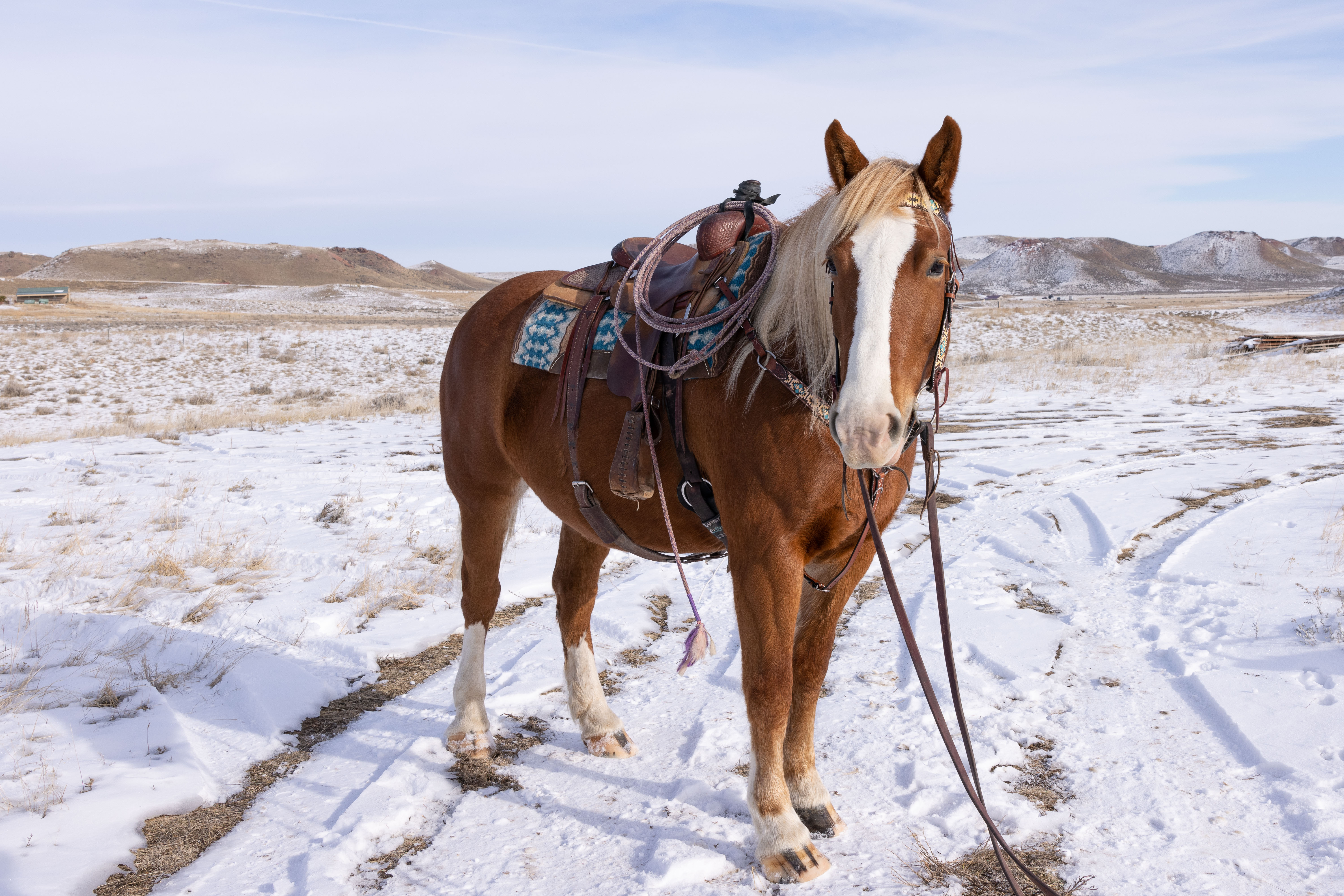 Gentle Trail Horse, Western Pleasure 