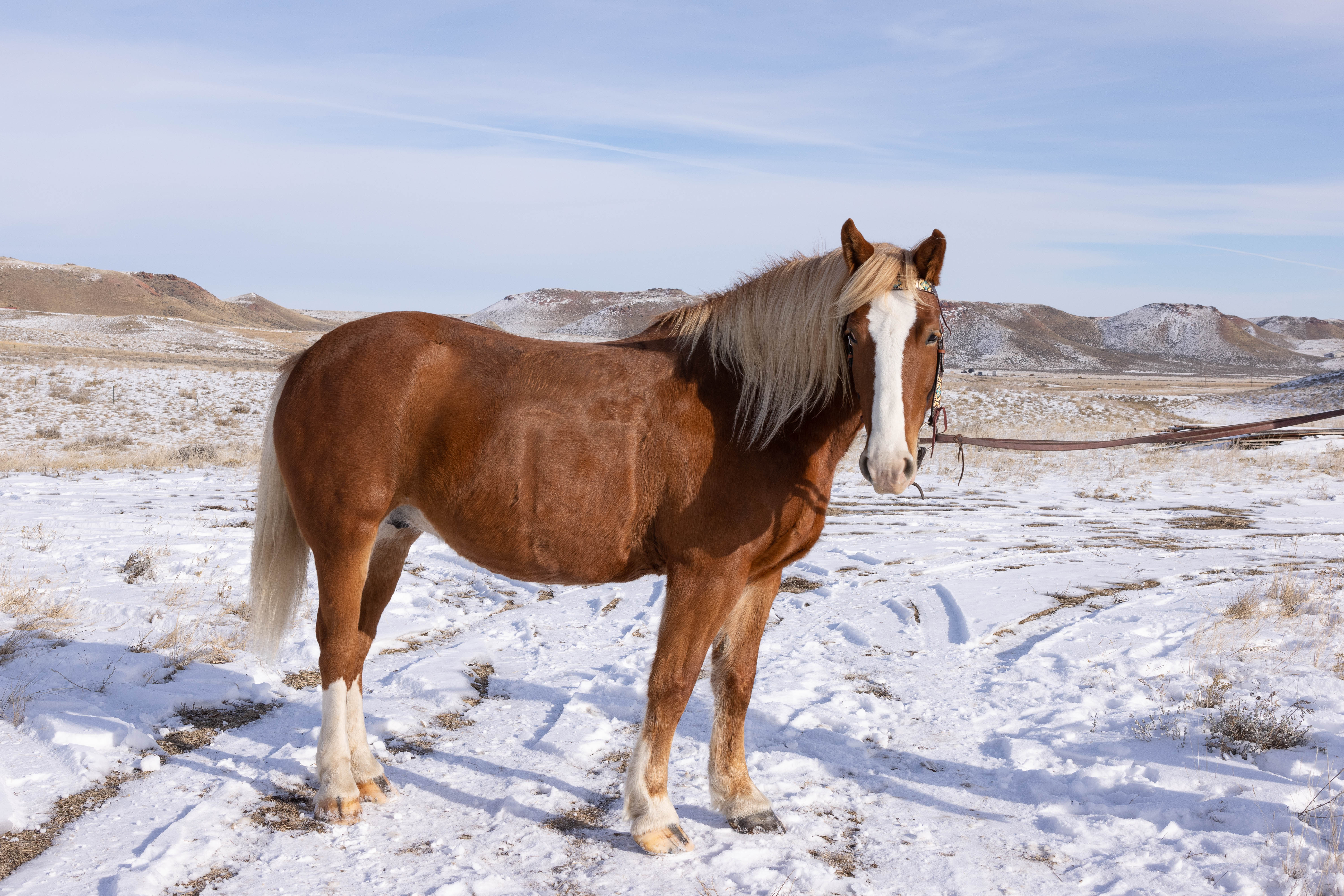 Gentle Trail Horse, Western Pleasure 