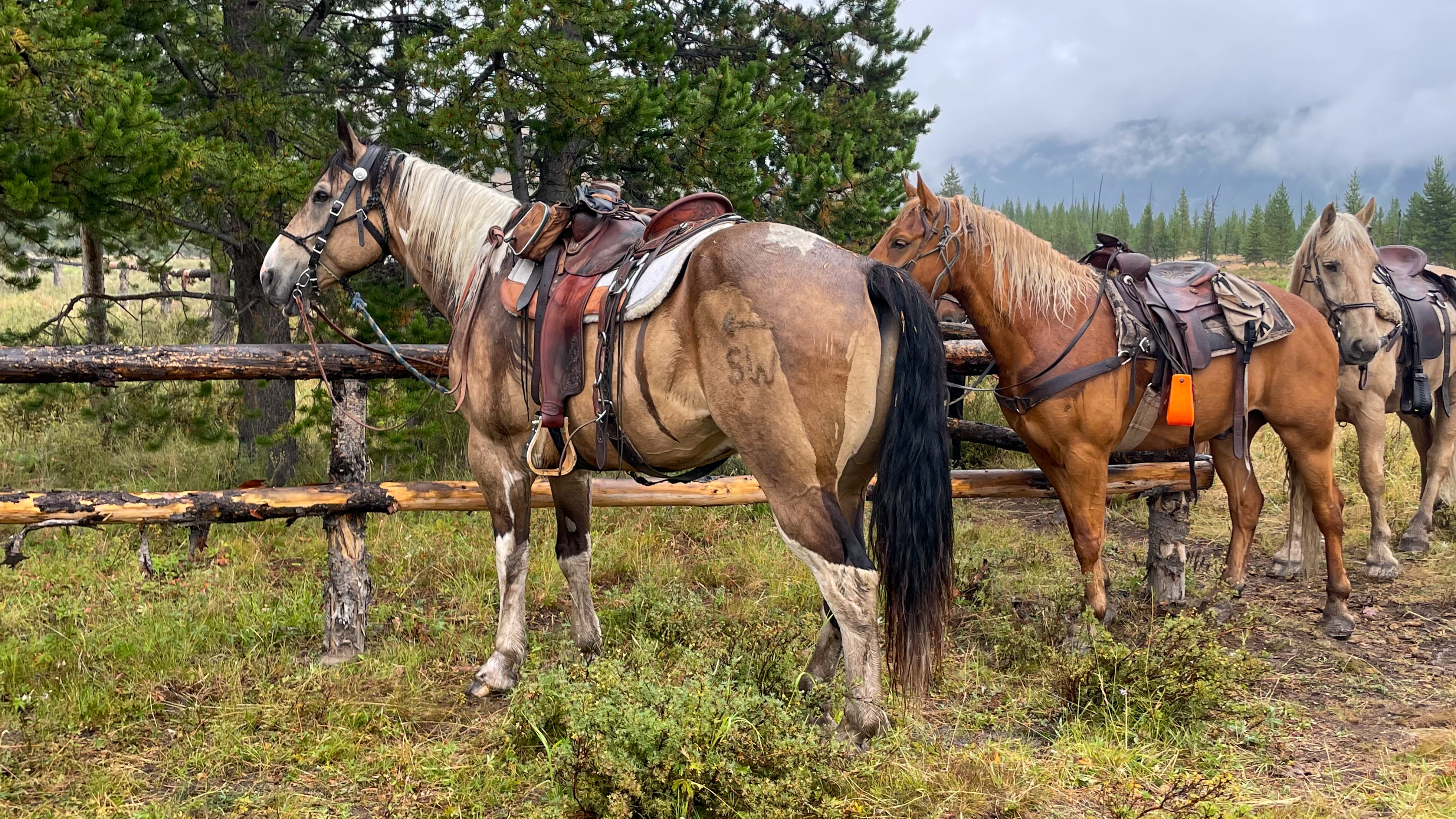GENTLE giant, trail horse, husband safe, buckskin, paint, gelding, big, pretty, ranch, rope, pack