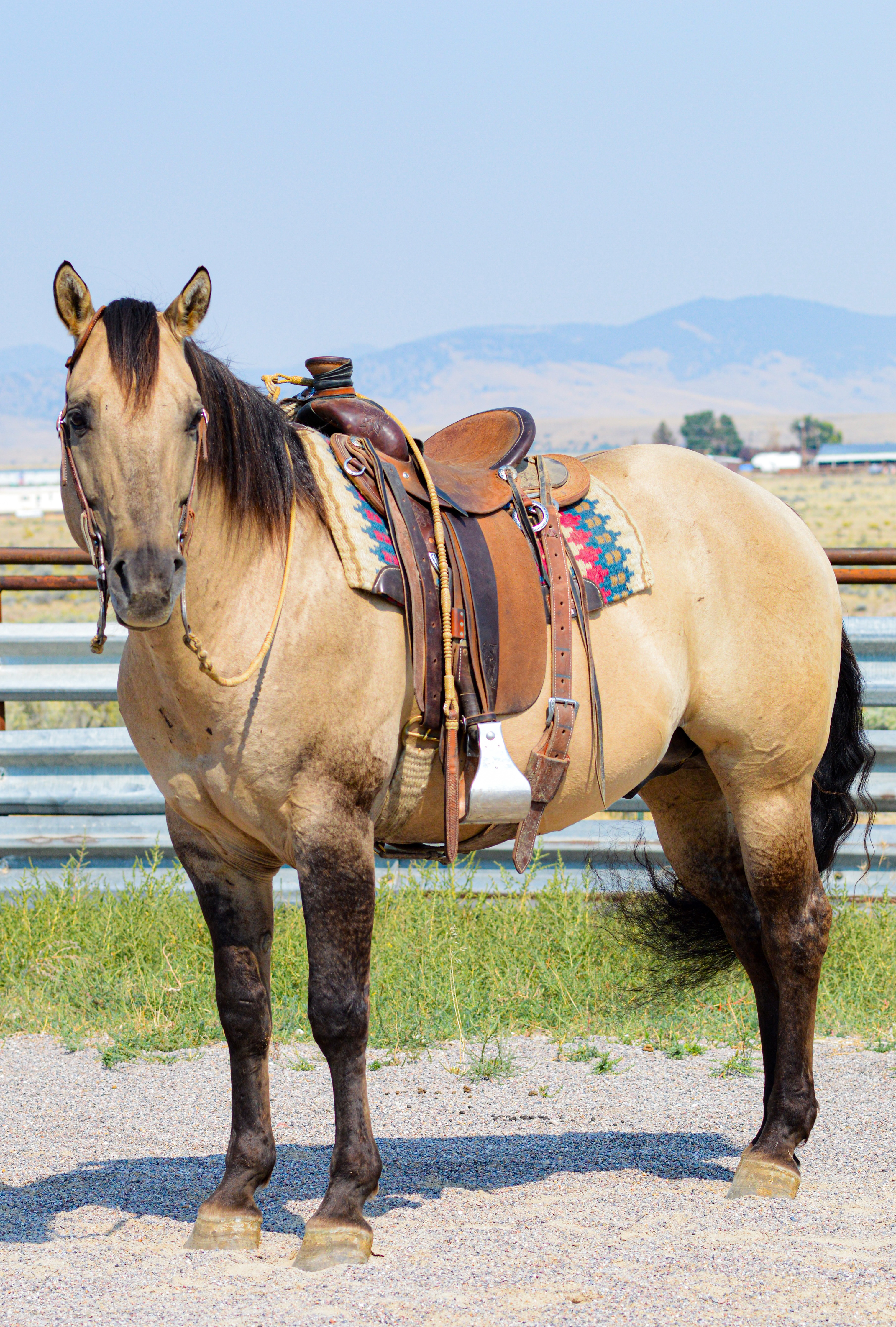Buckskin, dunskin, roan 