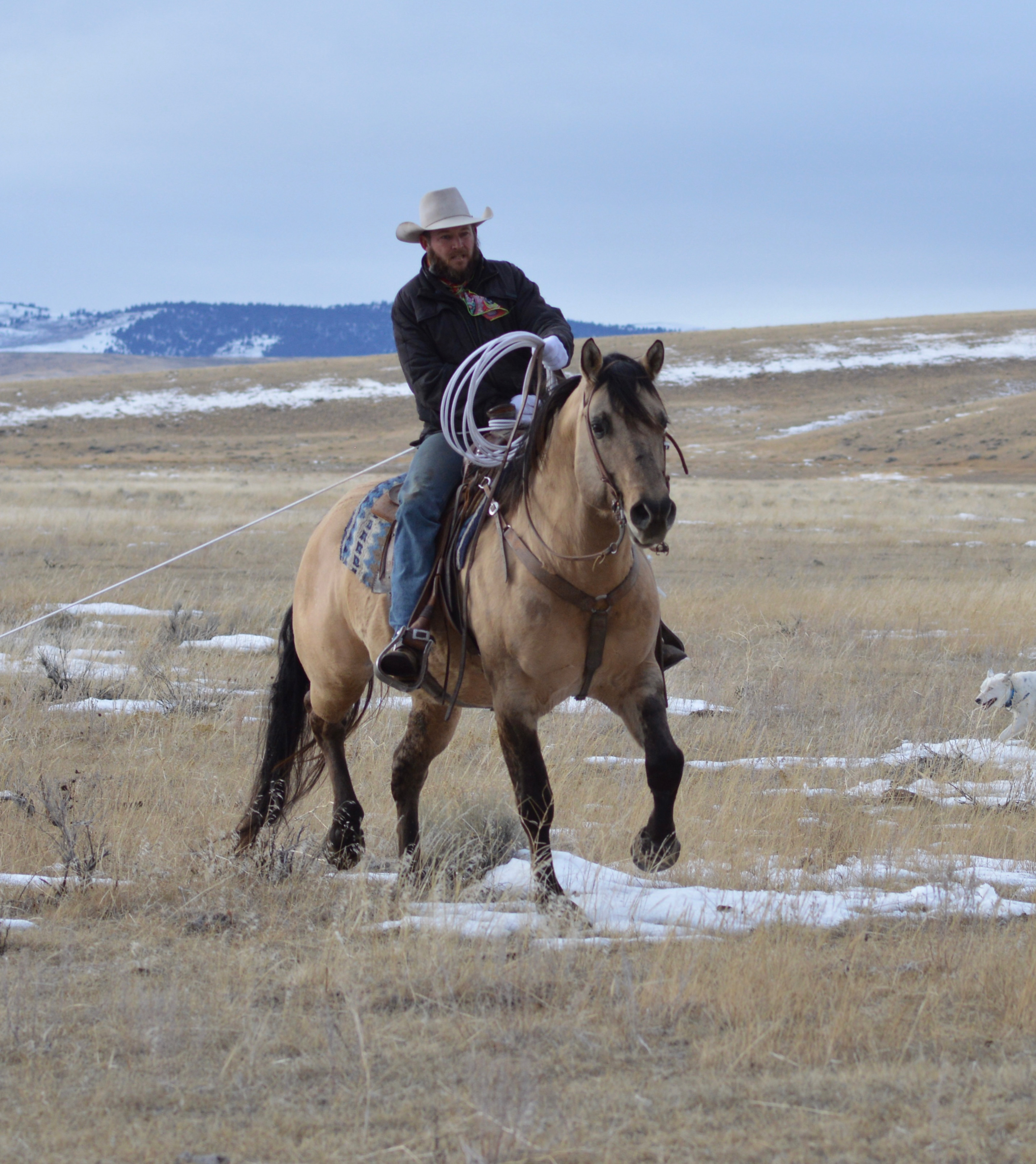 Ranch horse, cow horse, 