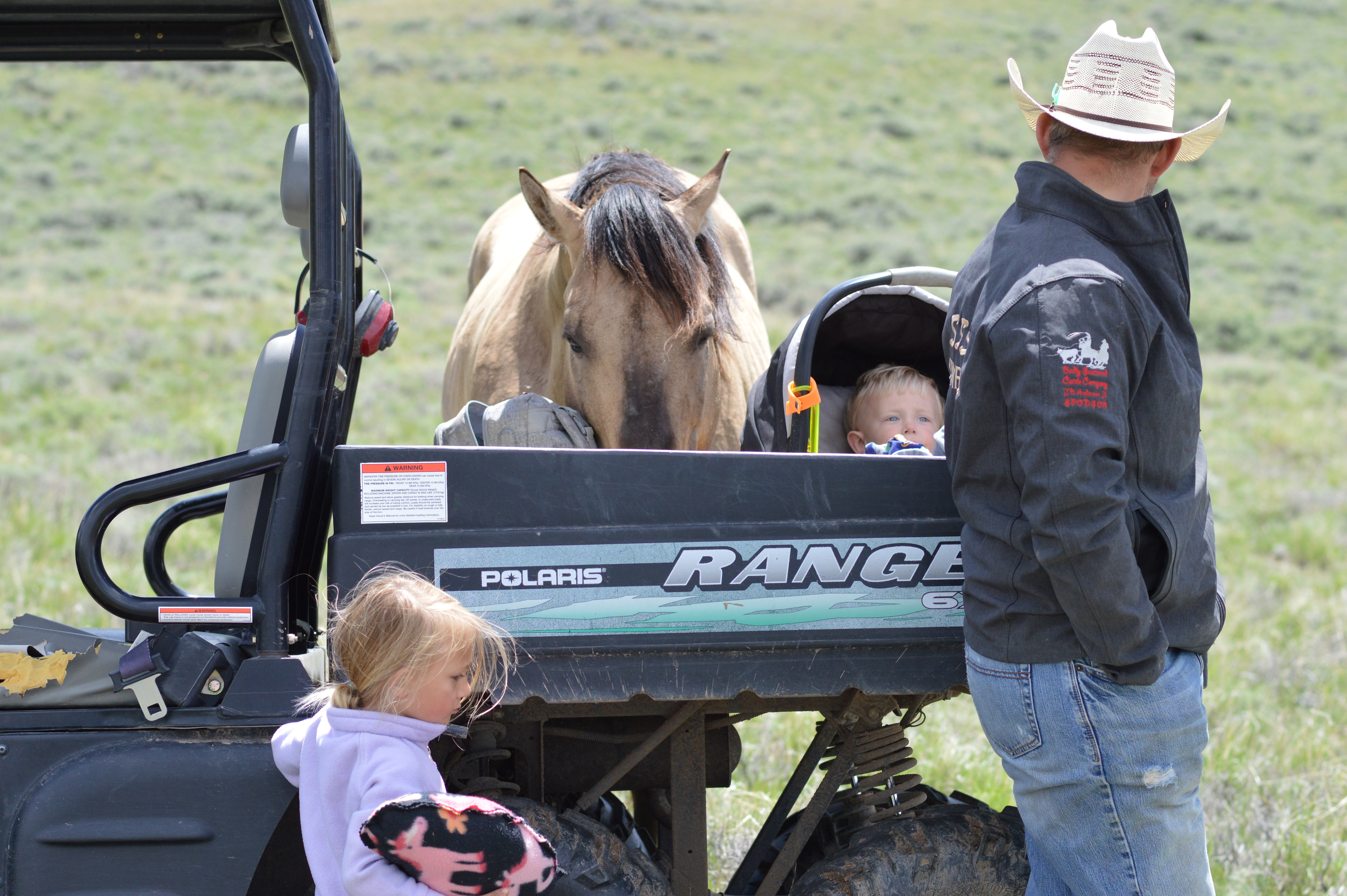 Family gelding, gentle 