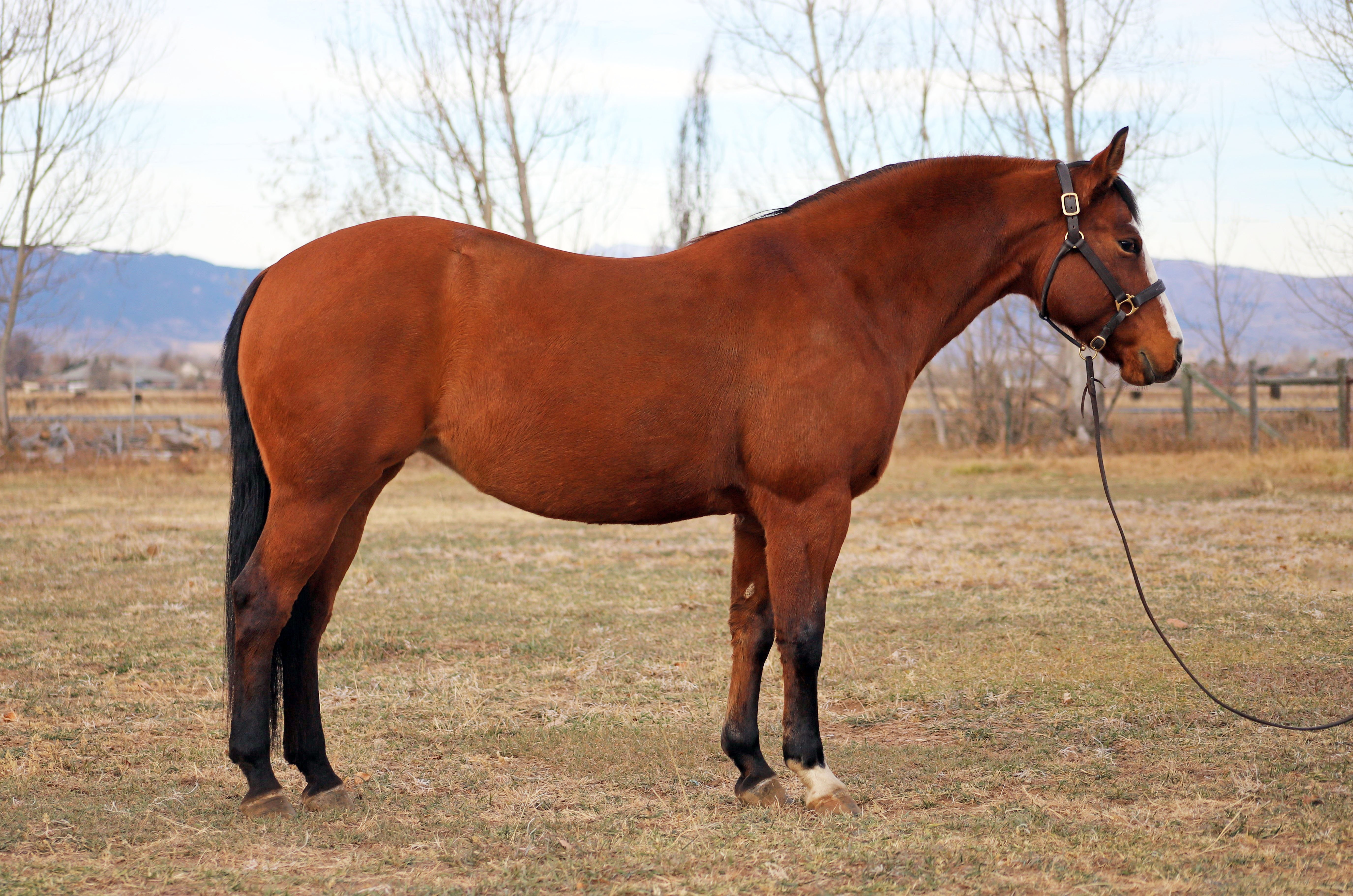 reining, show, ranch, performance, solid, beginner, advanced, horsemanship, finished, broke, trail, kids, safe, lesson, AQHA, NRHA