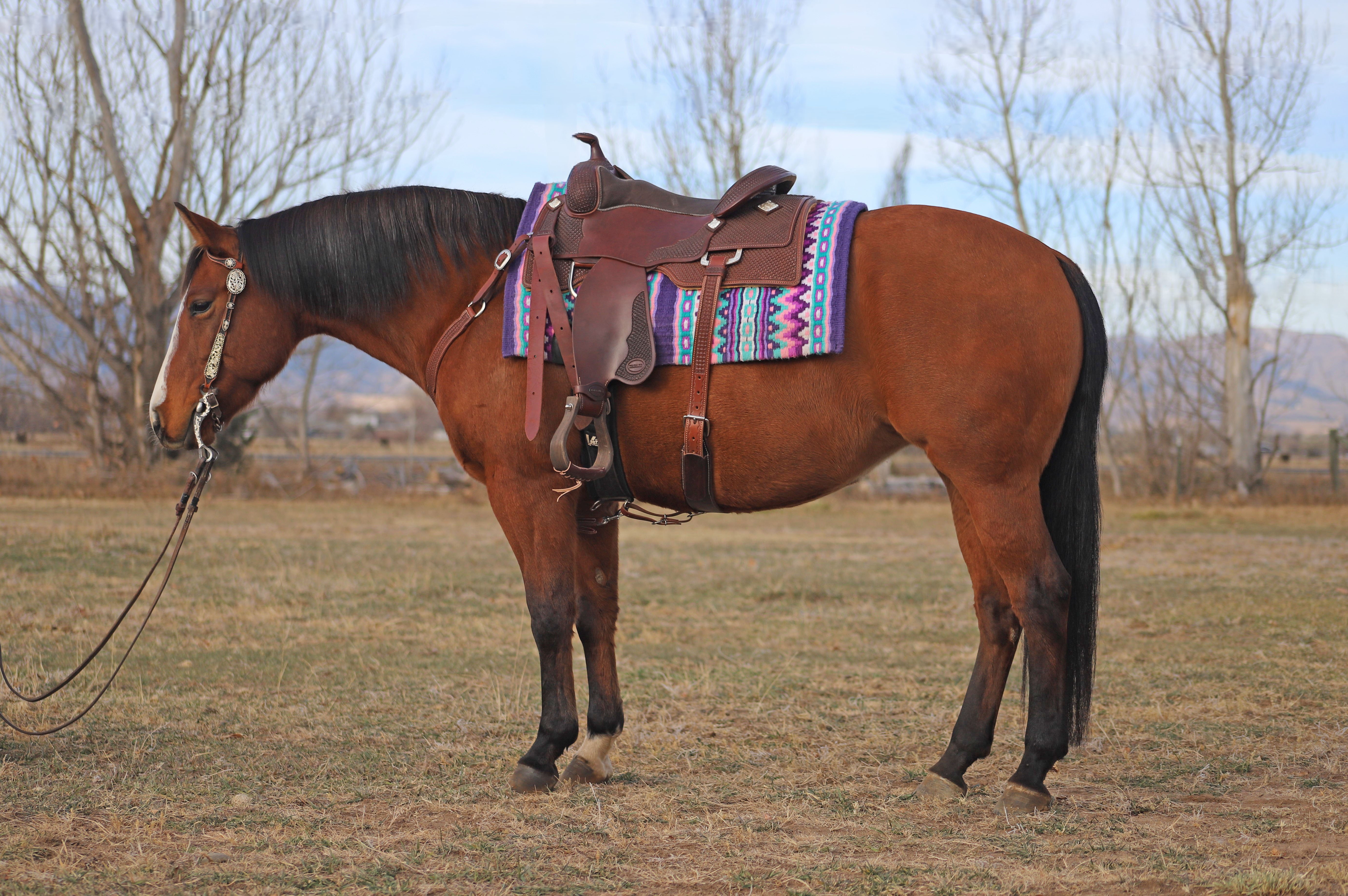 reining, show, ranch, performance, solid, beginner, advanced, horsemanship, finished, broke, trail, kids, safe, lesson, AQHA, NRHA