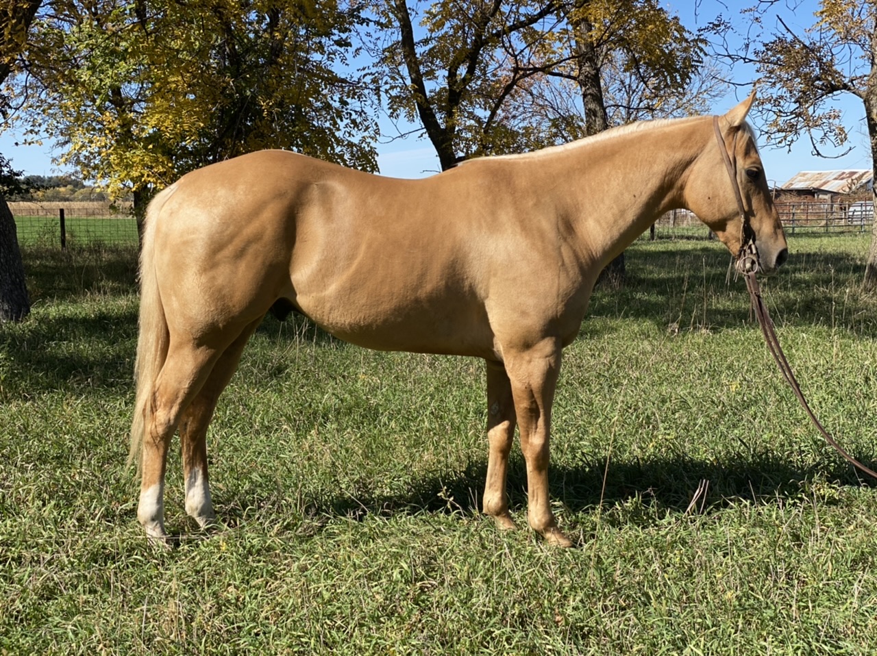Ranch horse , trail horse