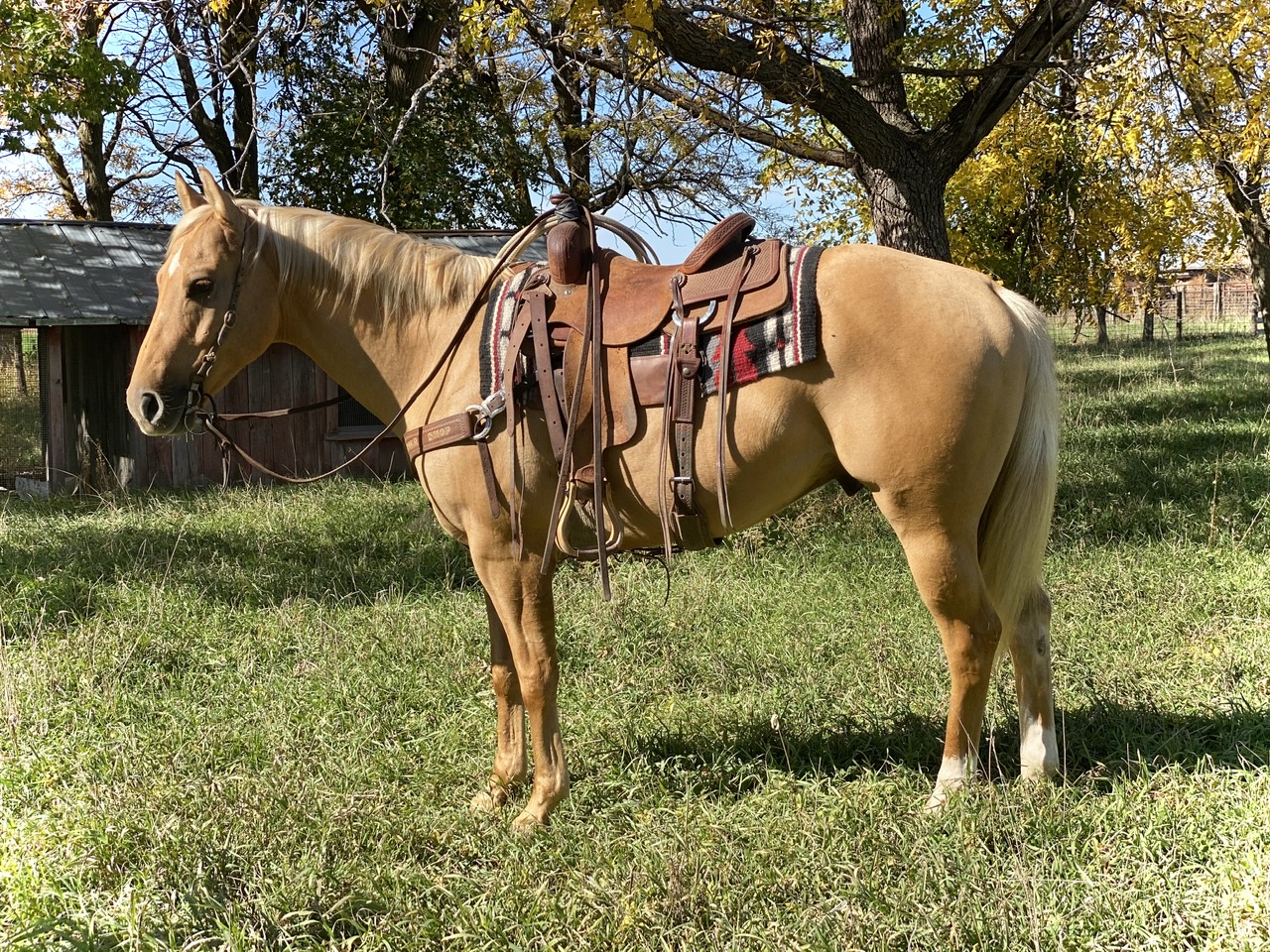 Ranch horse, trail horse 