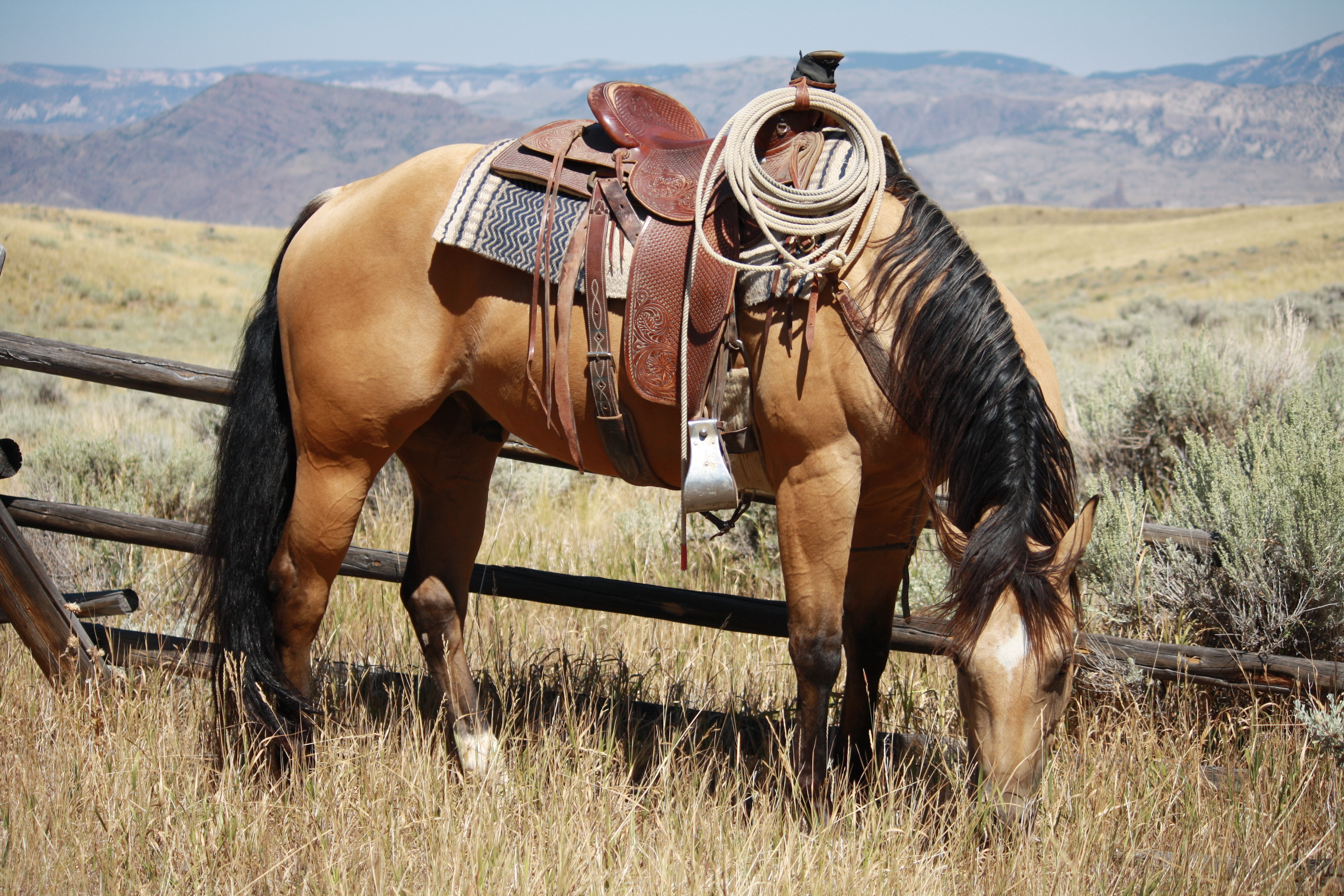 Trail horse
