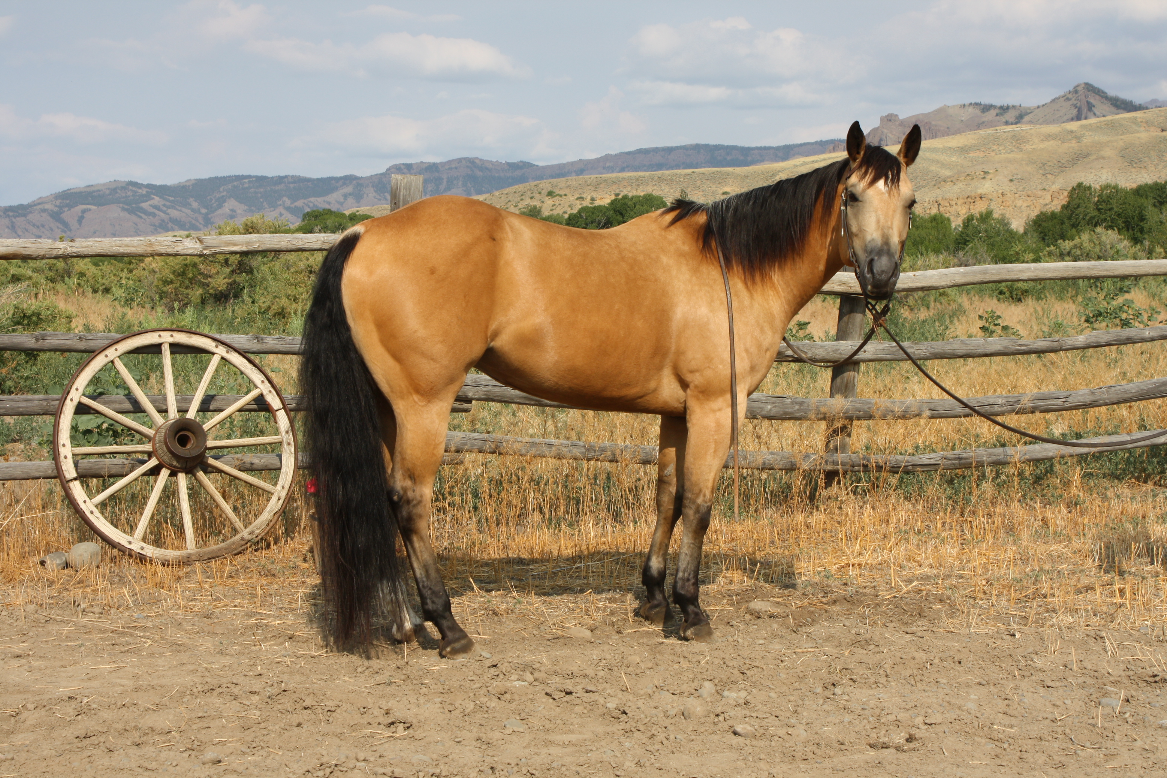 Rope horse