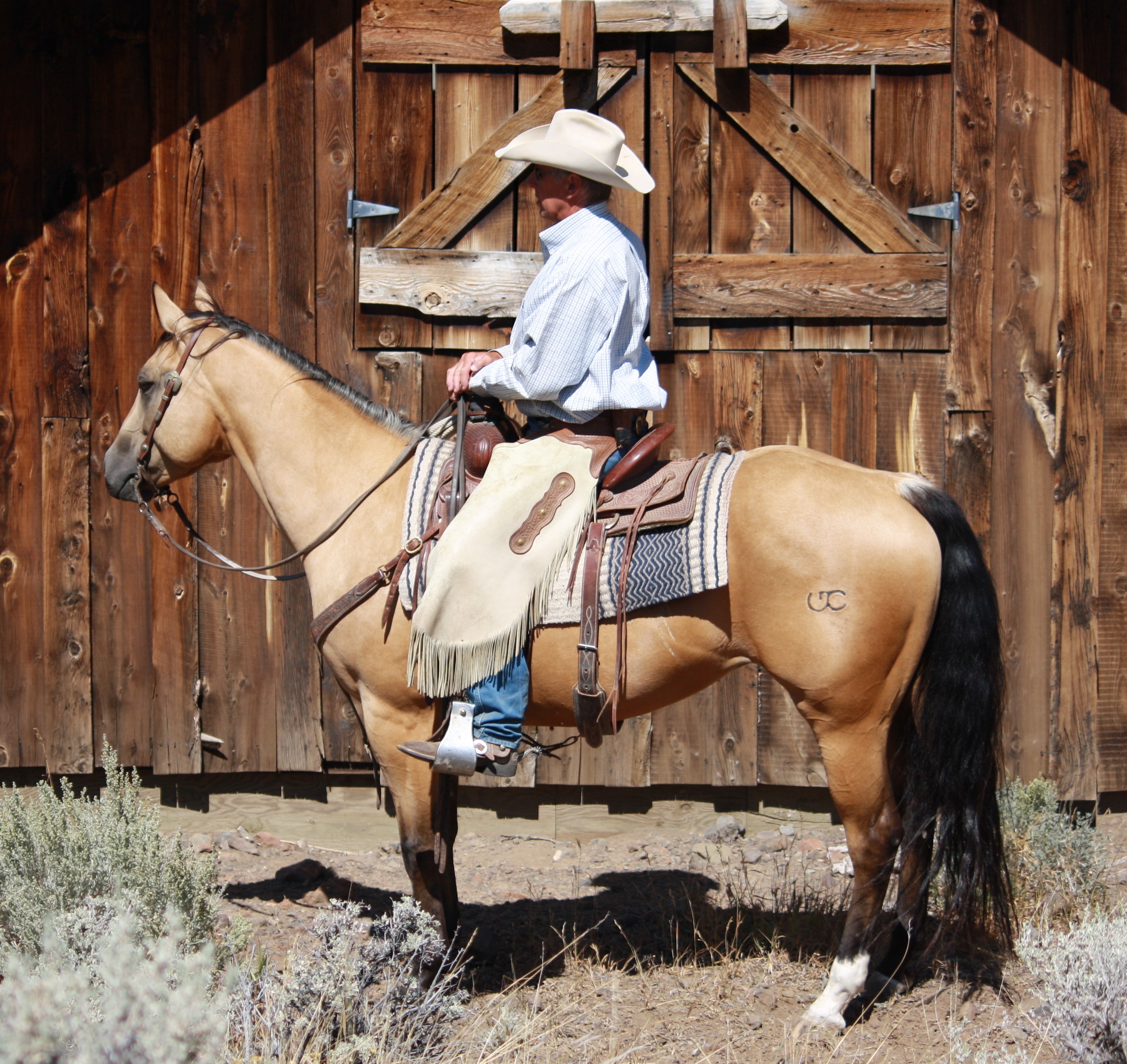 Trail horse