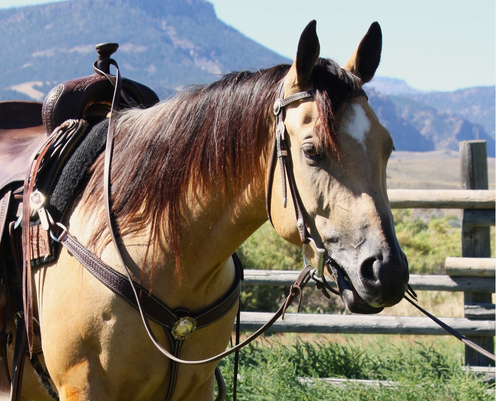 Trail horse