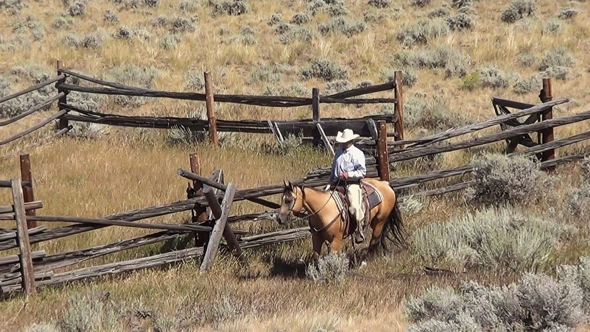 Trail horse