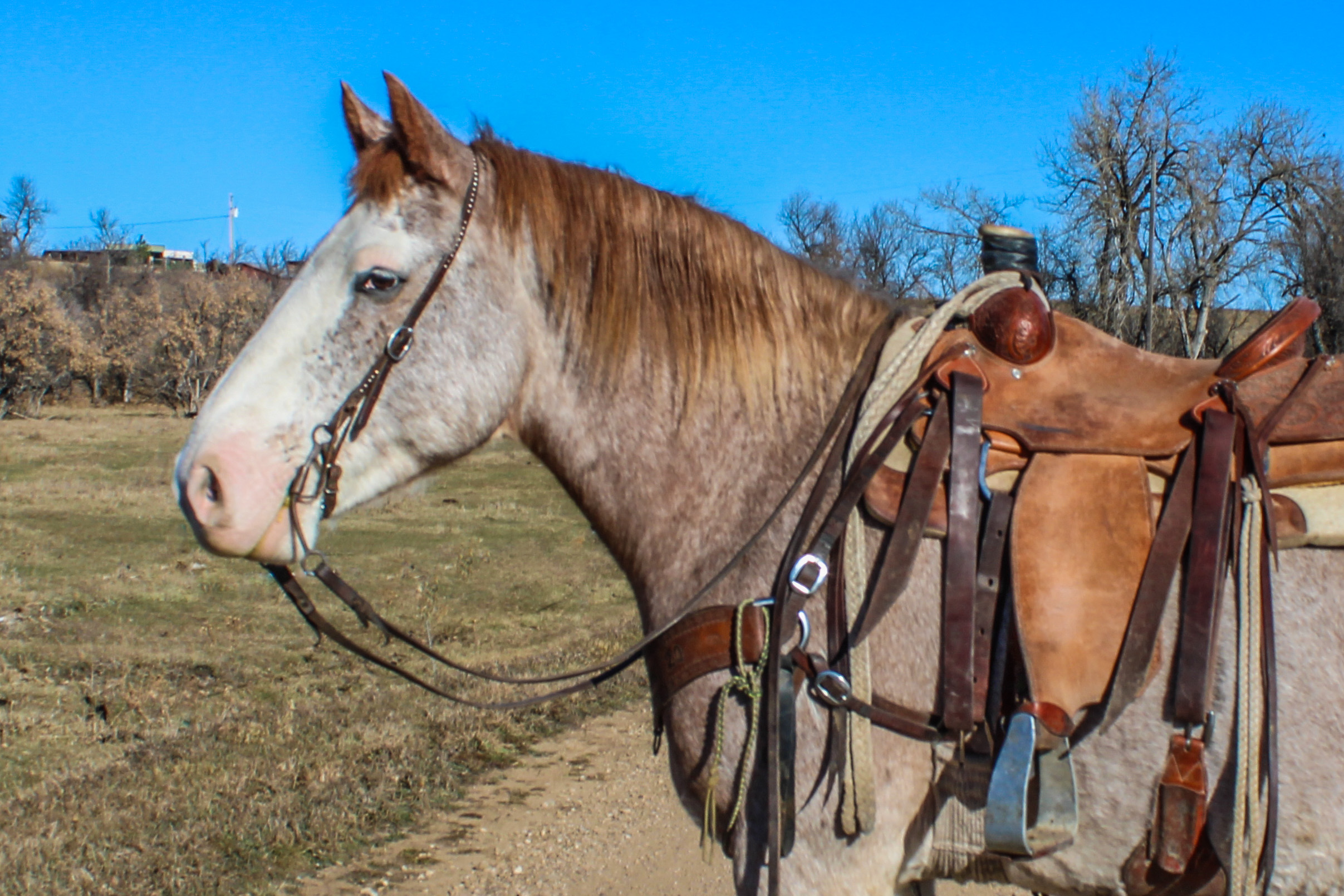 Ranch horse, Pickup Horse