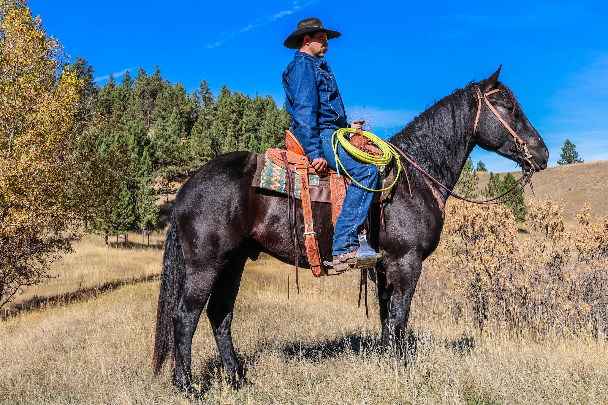 Trail horse, mountain horse, mounted shooting, half draft, Cody horse sale, black horse  