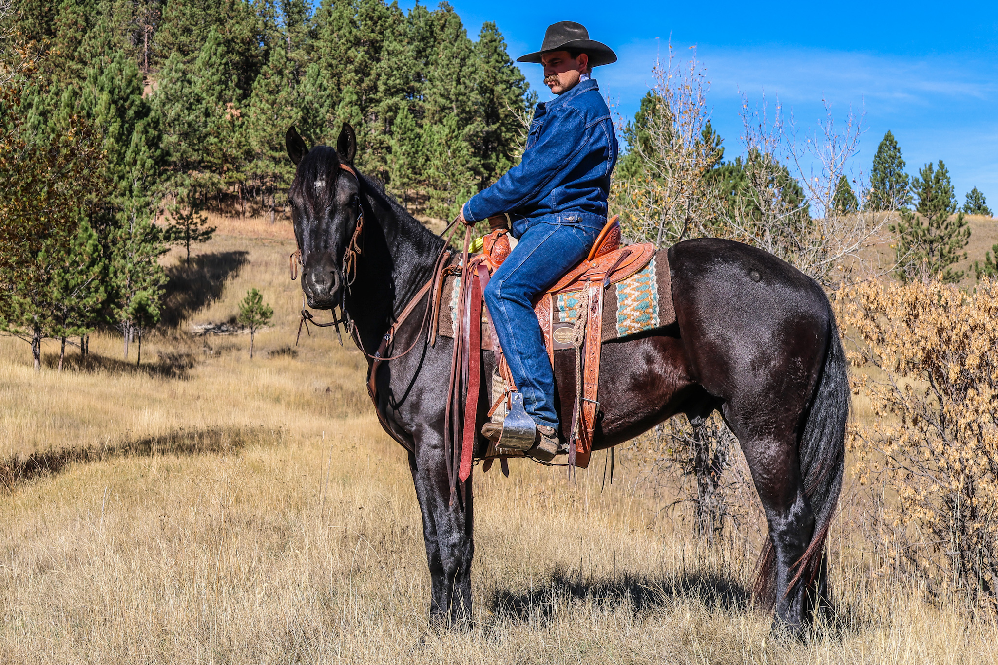 Trail horse, half draft, black horse, mounted shooting, Cody horse sale, mountain horse