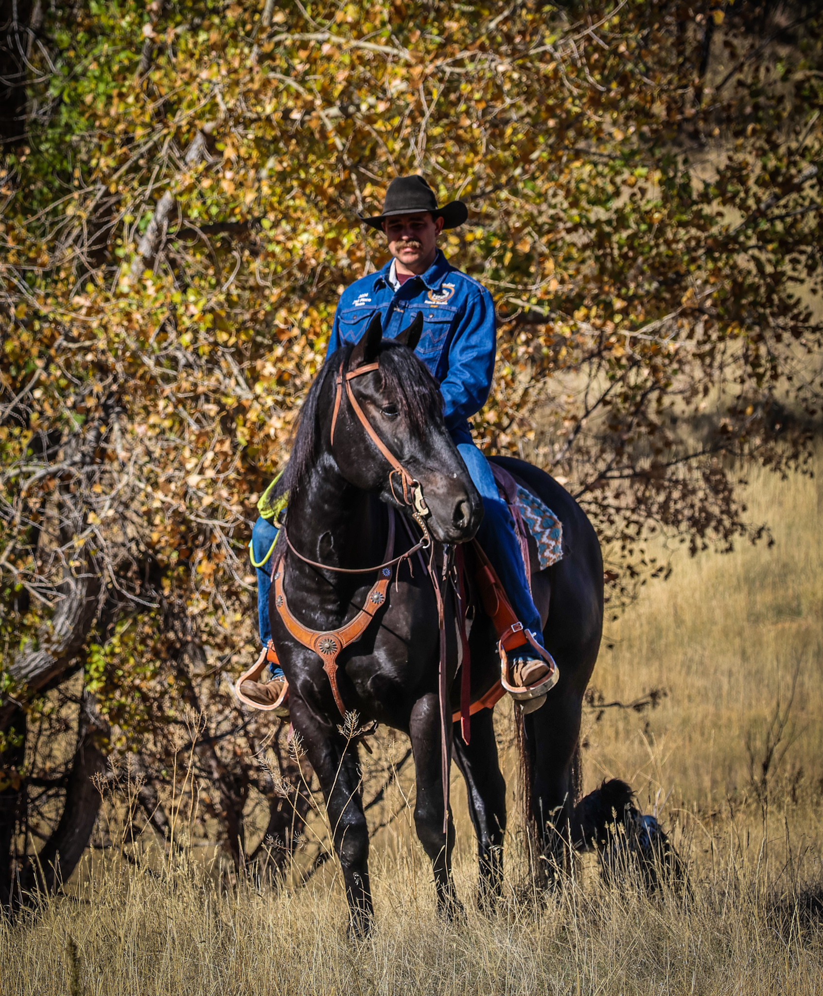 Ranch horse, trail horse, mountain horse, Cody horse sale, black horse, half draft