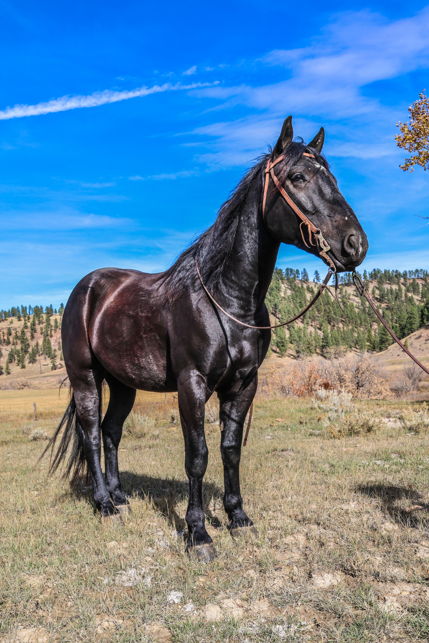 Black horse, Cody horse sale, mounted shooting, trail horse, ranch horse, half draft
