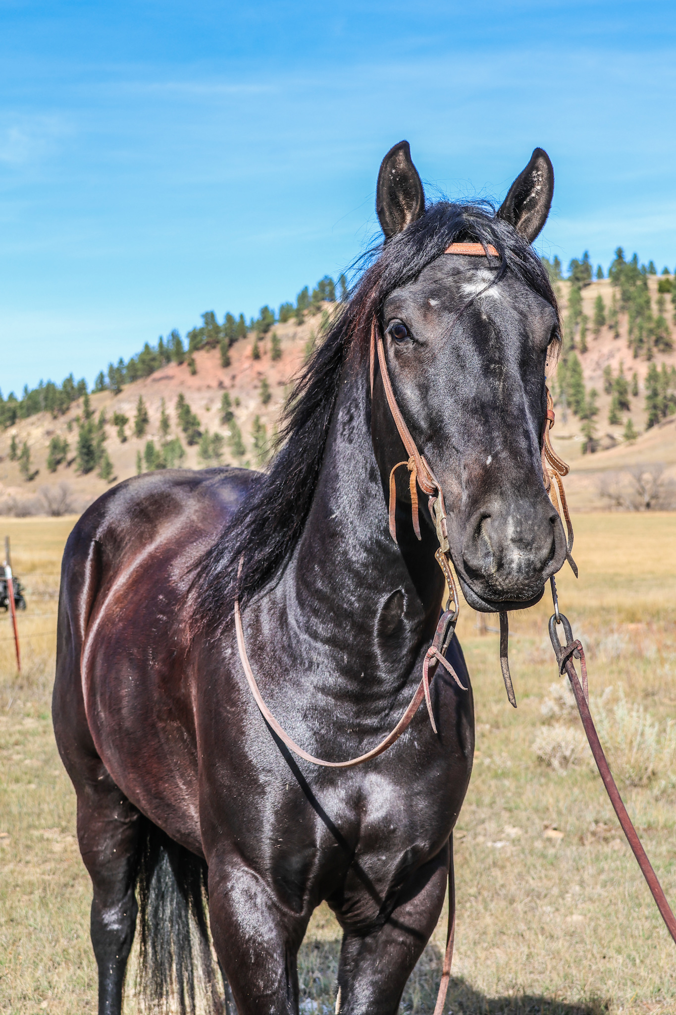 Ranch horse, black horse, Cody horse sale, mounted shooting, trail horse, half draft