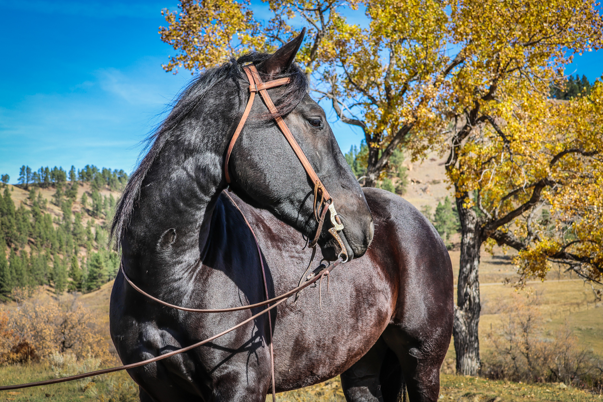 Black horse, half draft, mounted shooting, trail horse, Cody horse sale, ranch horse