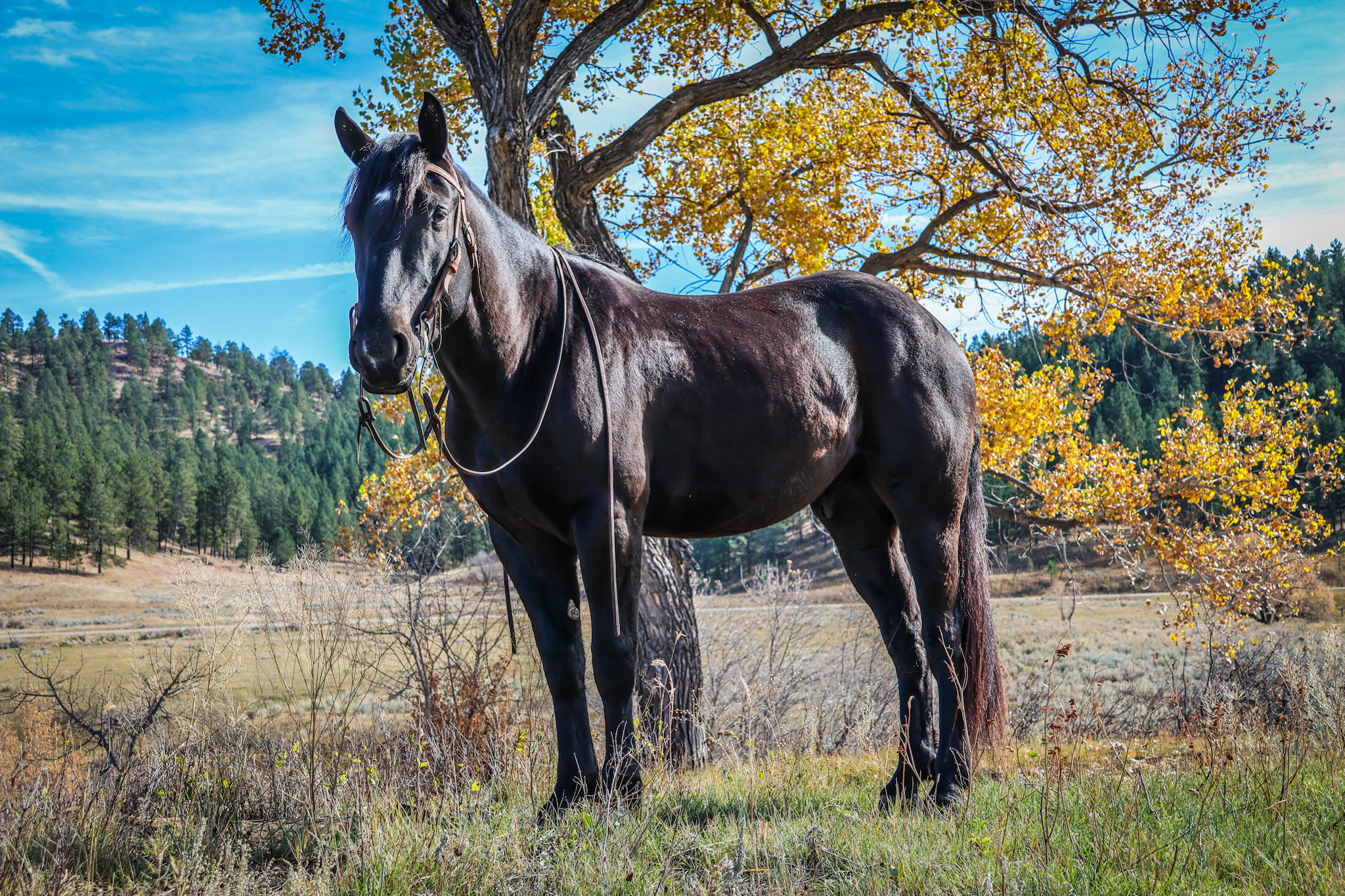 Black horse, ranch horse, mounted shooting, Cody horse sale, half draft, trail horse