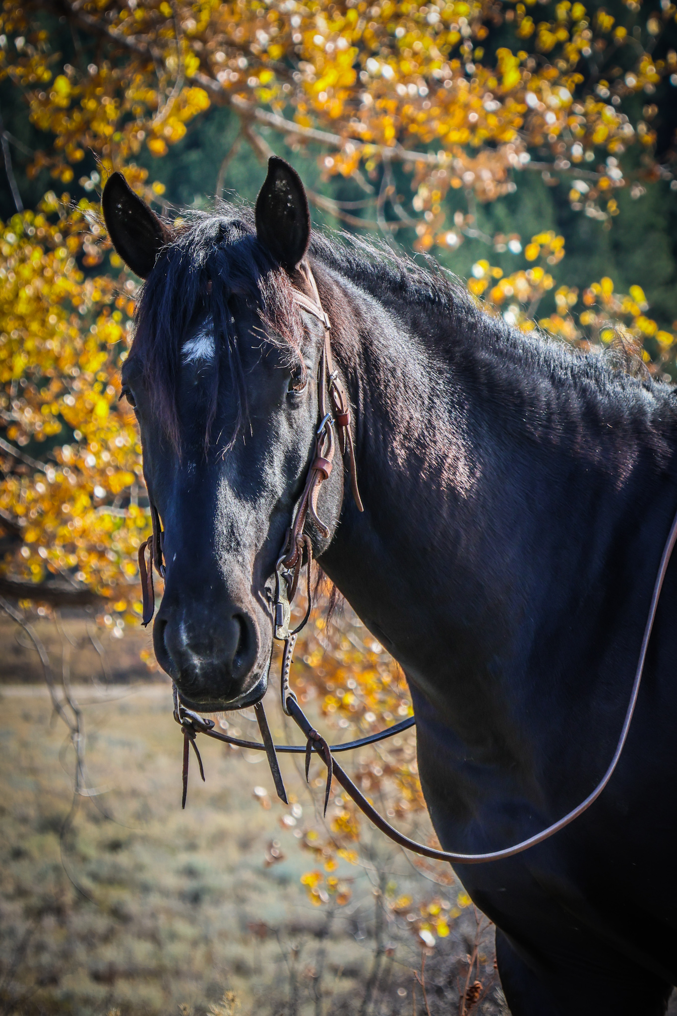 Black horse, Cody horse sale, mounted shooting, trail horse, ranch horse, half draft