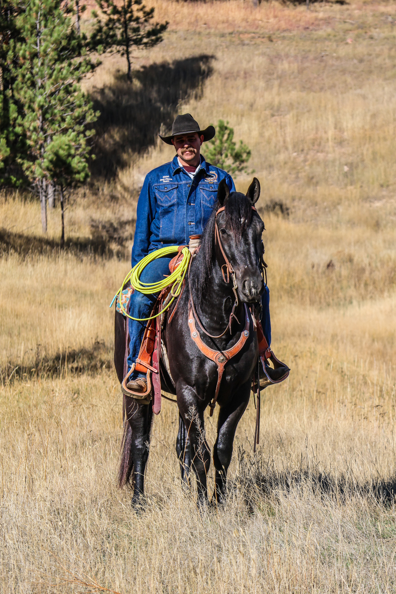 Black horse, mounted shooting, ranch horse, trail horse, Cody horse sale, half draft