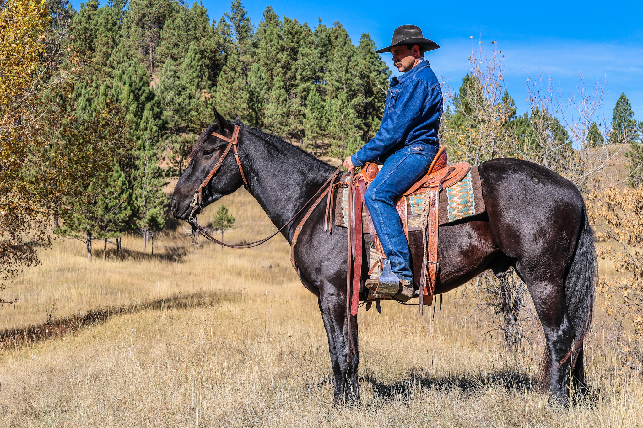 Black horse, ranch horse, mounted shooting, Cody horse sale, trail horse, half draft