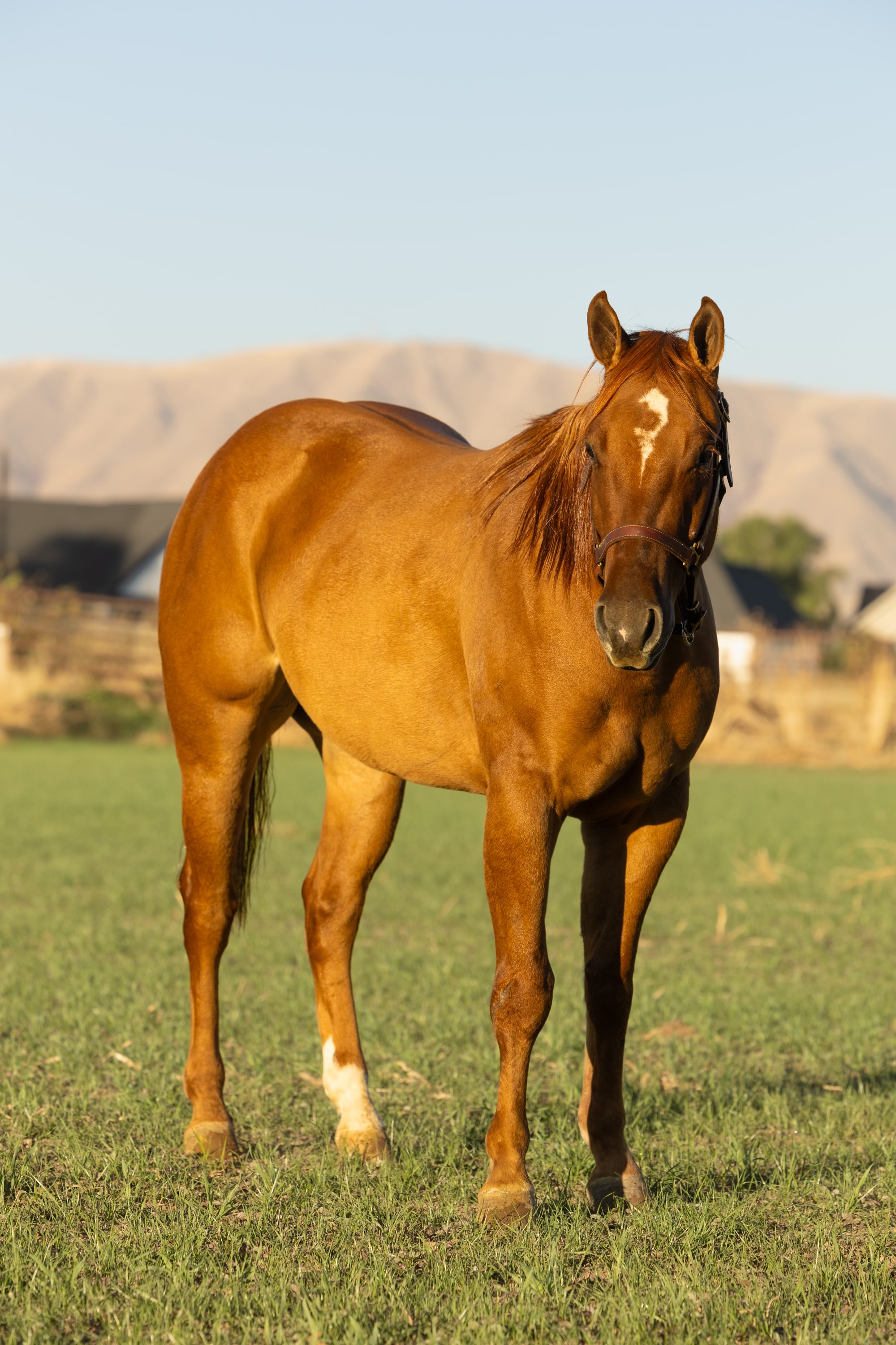 Great, pretty, young all-around gelding.