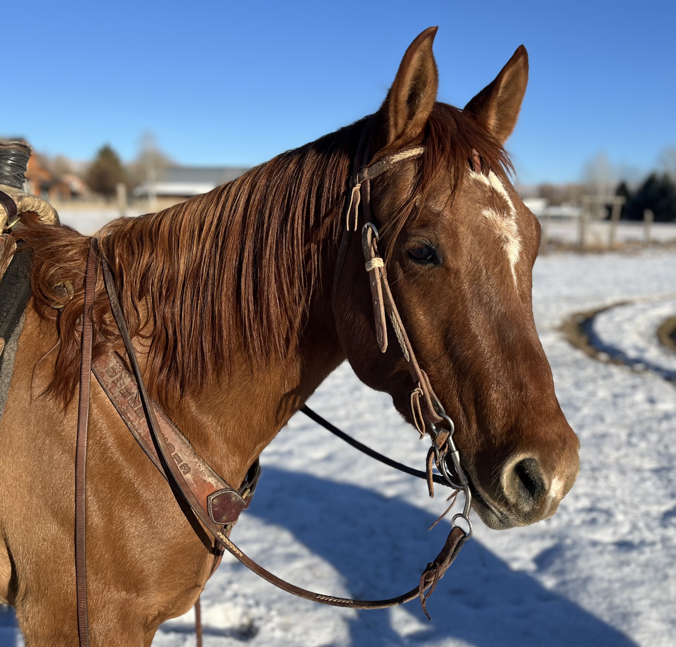 Great, pretty, young all-around gelding.