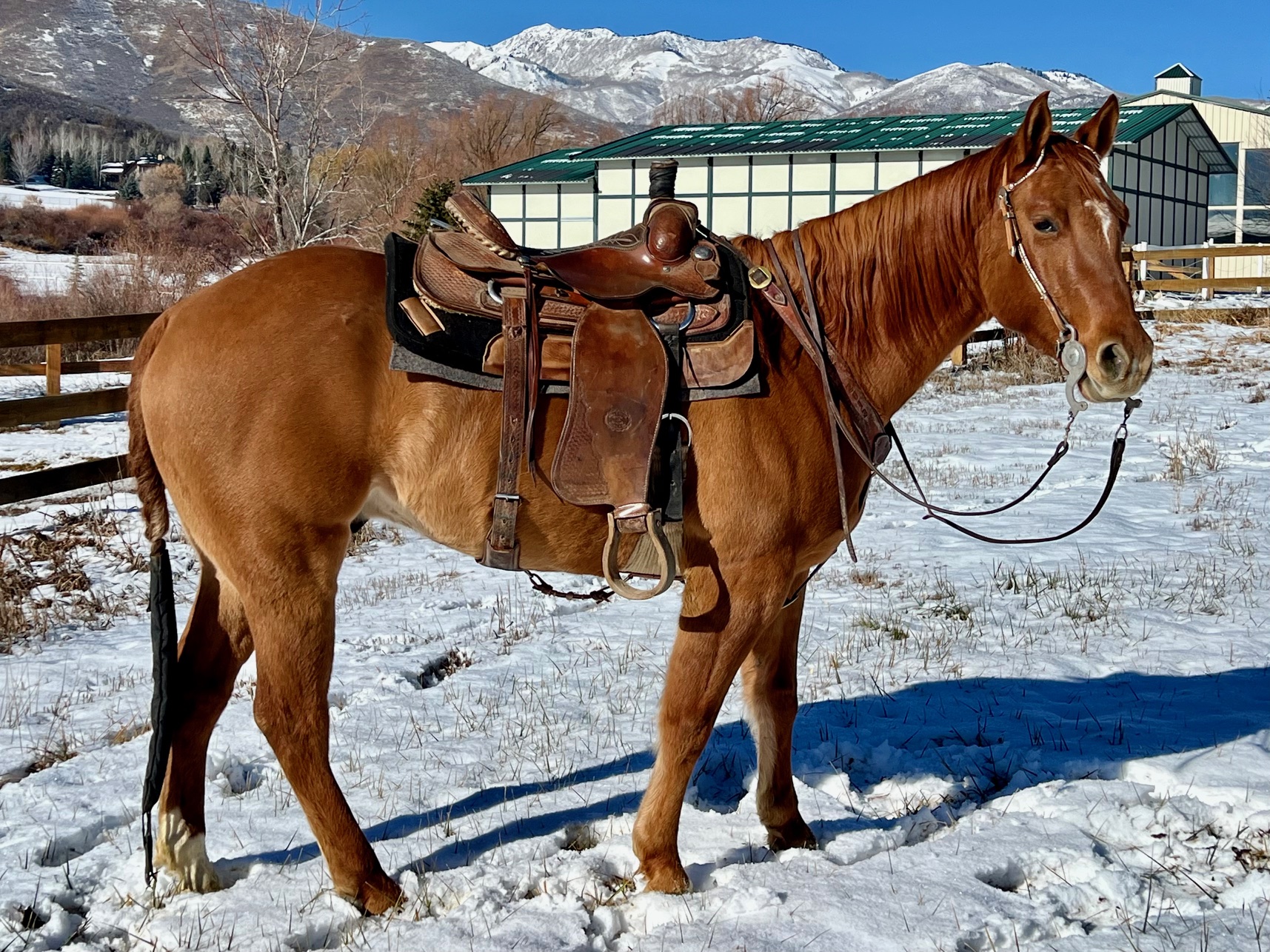 ranch, roping and trail ready.