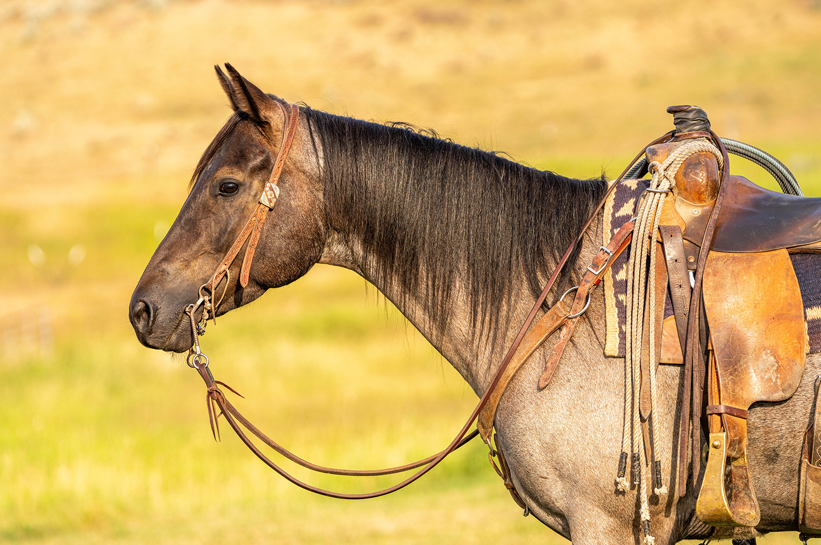 ranch horse, trail horse