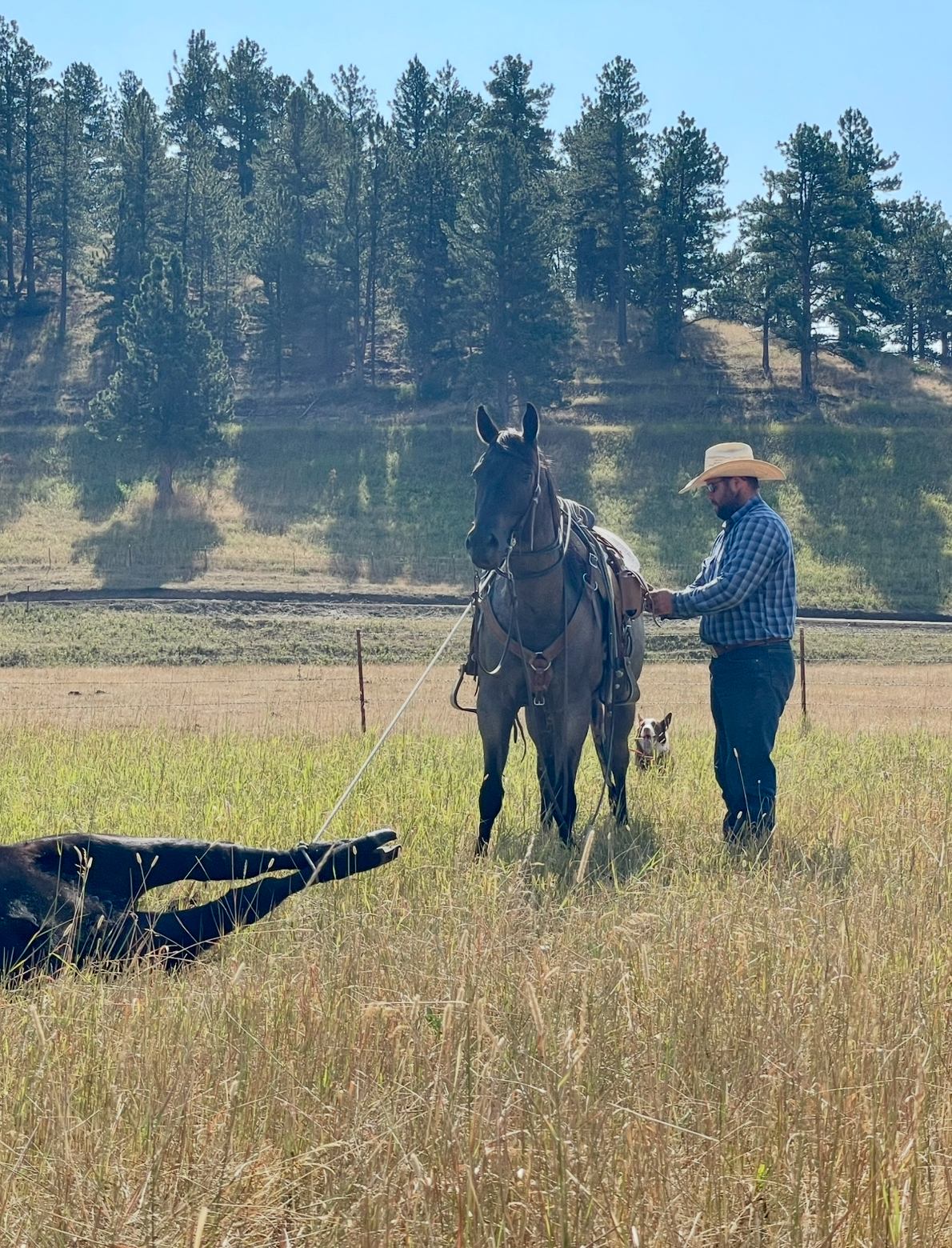 ranch horse