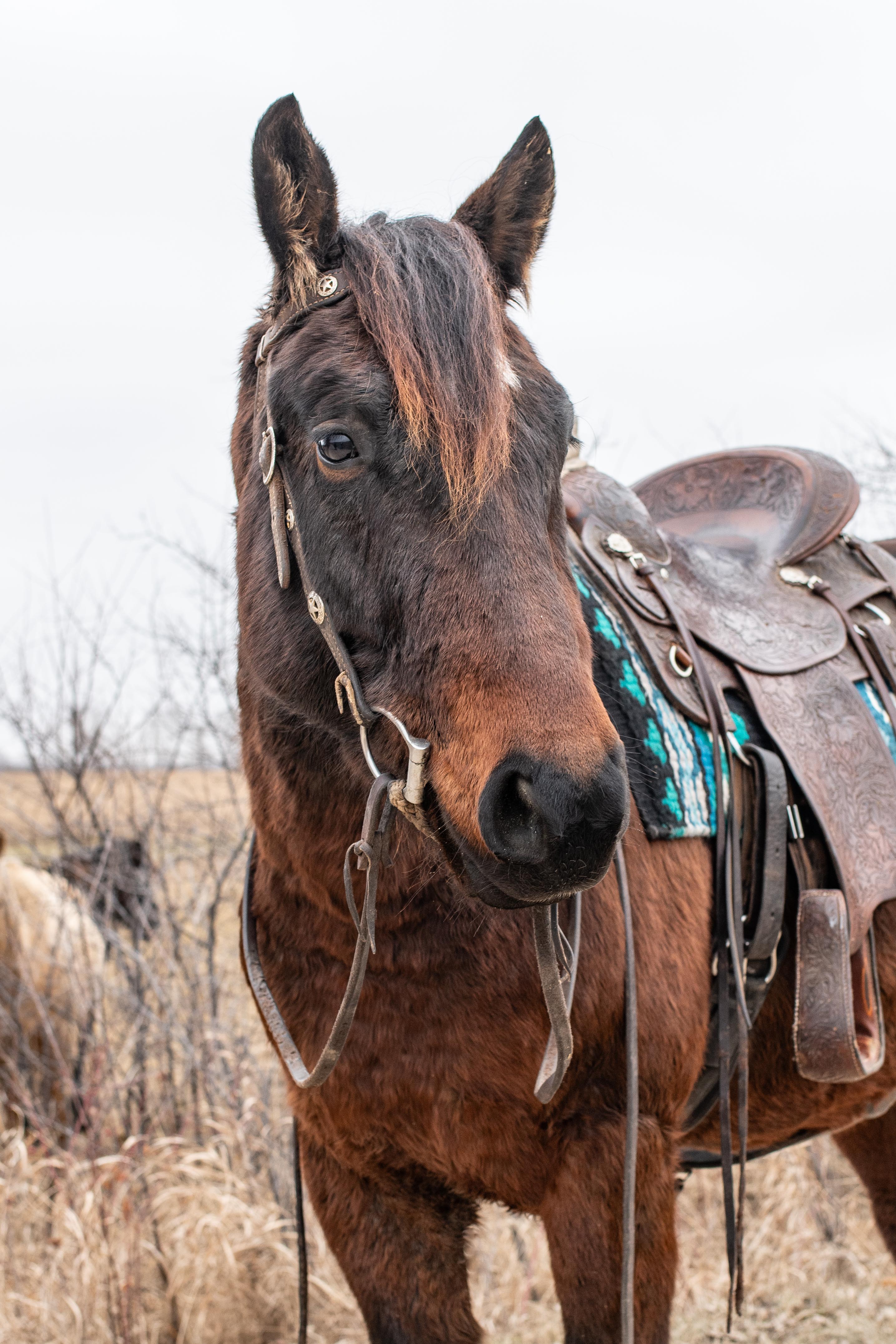 Ranch Horse, Trail Riding, Quarter Horse X Percheron