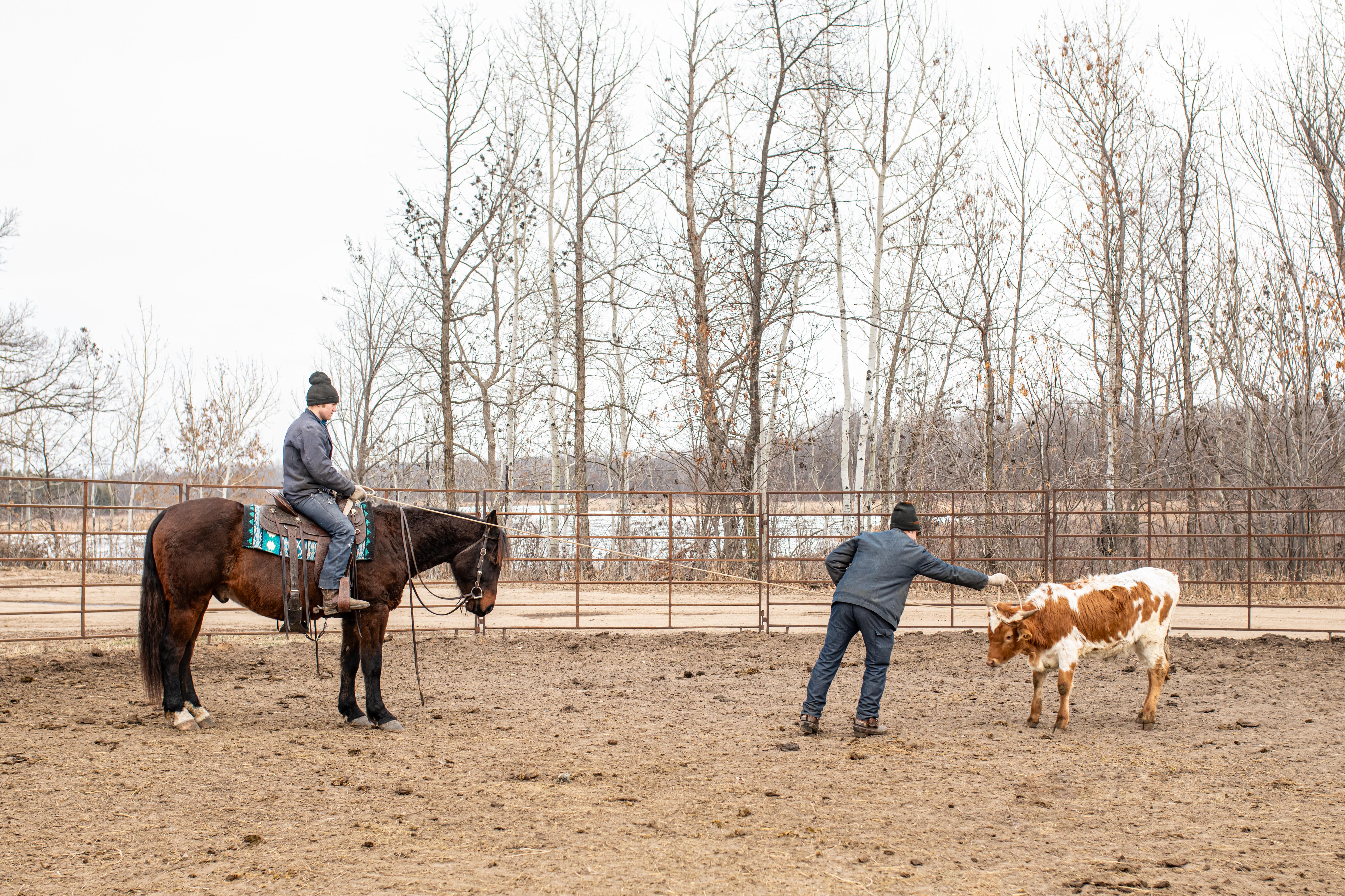 Ranch Horse, Trail Riding, Quarter Horse X Percheron