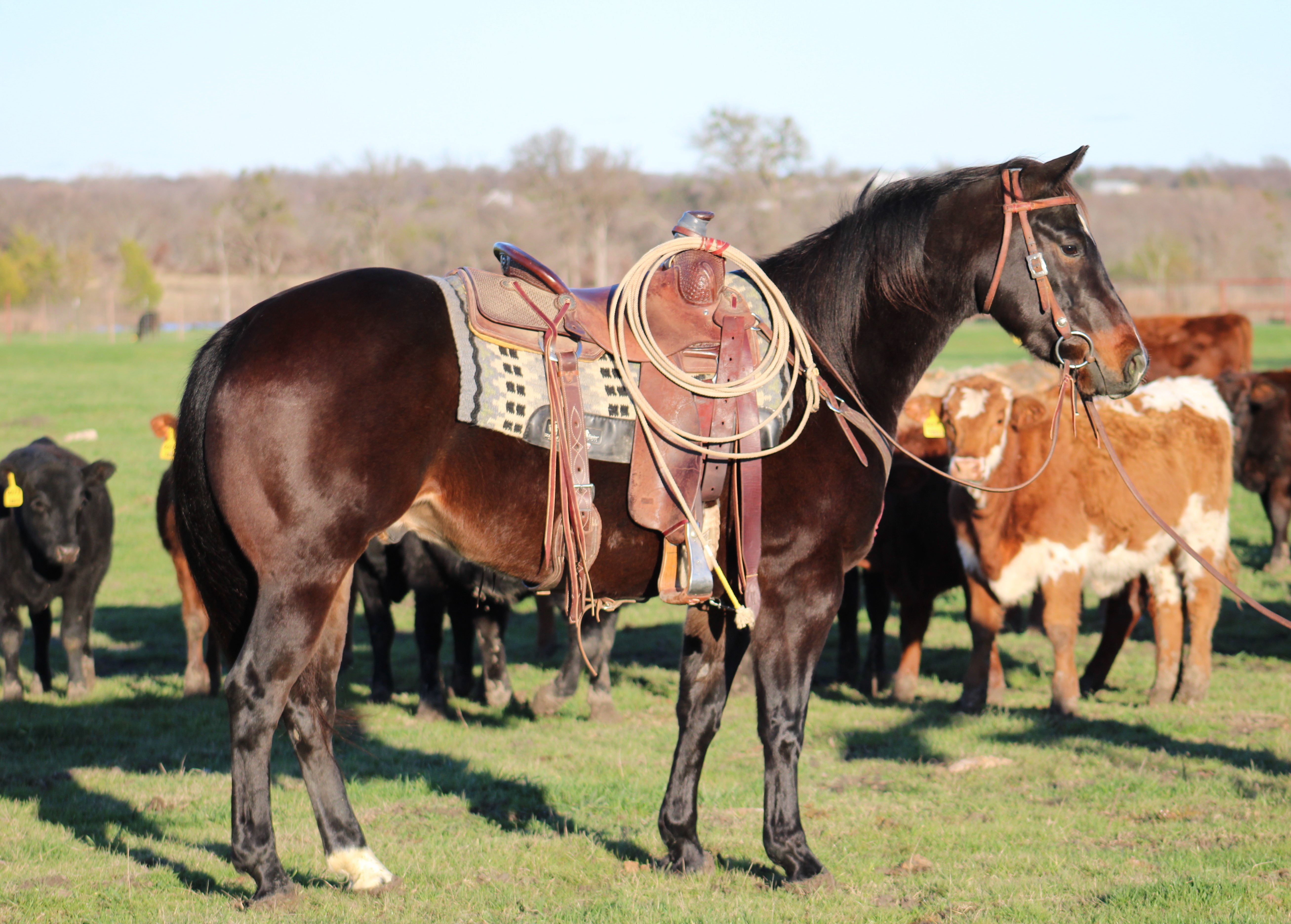 Ranch Horse, Cutting Horse, Cowhorse, Bridle Horse, Breakaway, Calf Roping Horse, Heel Horse, Head Horse, Paddys Irish Whiskey, Royal Crown