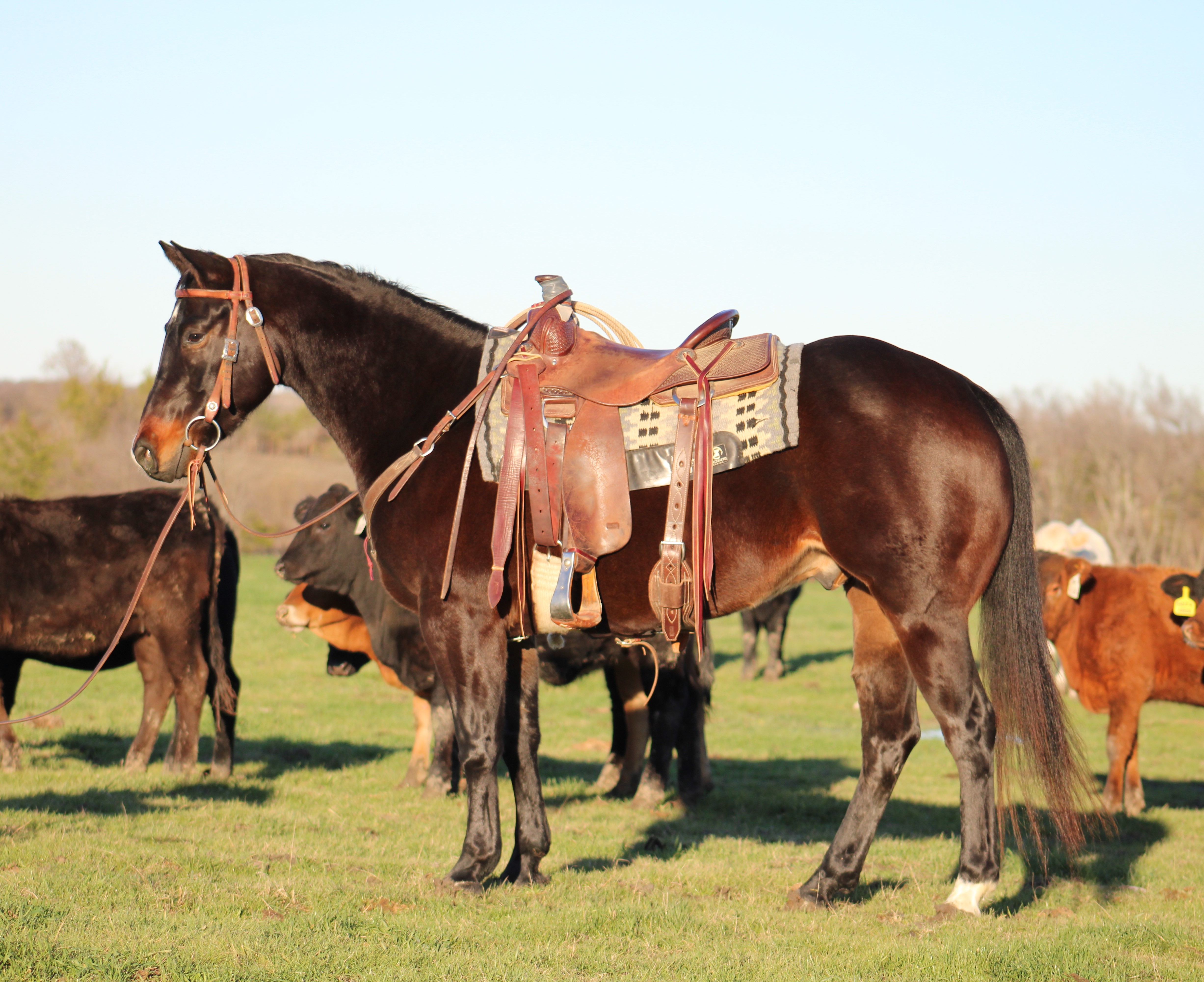 Ranch Horse, Ranch Versatility, Cowhorse, Bridle Horse, Cutting Horse, Paddys Irish Whiskey, Calf Horse, Breakaway Horse, Royal Crown
