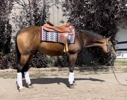 Buckskin beauty