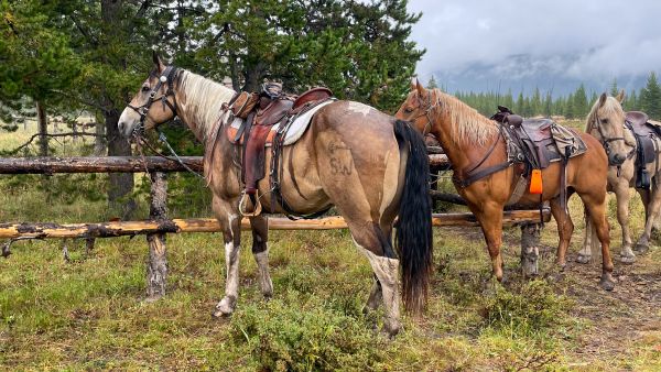 GENTLE giant, trail horse, husband safe, buckskin, paint, gelding, big, pretty, ranch, rope, pack