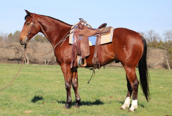 Ranch Horse, Head Horse, Metallic Cat, Docs Oak, Ranching Heritage, Cutting Horse, Reined Cowhorse, Bridle Horse, Ranch Versatility