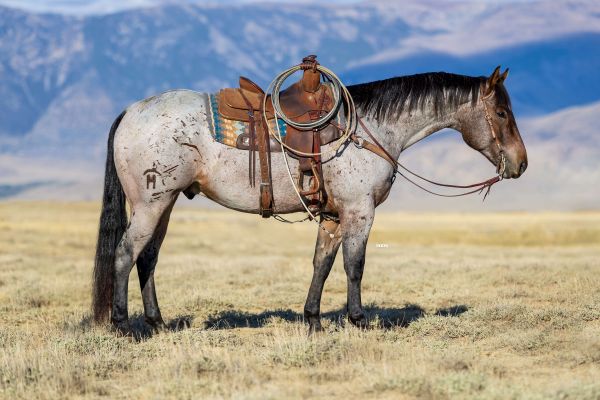 Trail horse, Ranch horse