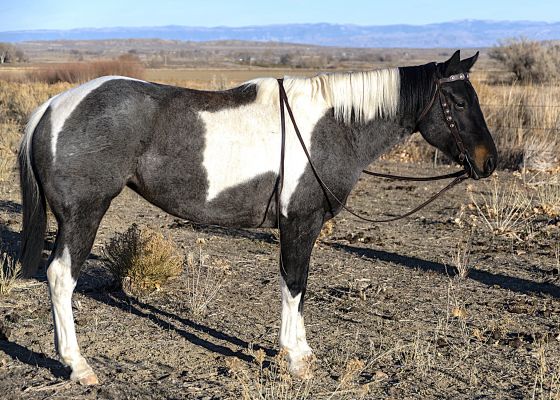 All Around Family Horse, Ranch Riding and Dressage
