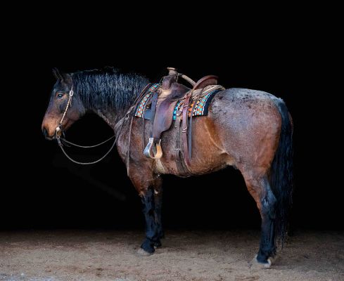 Roscoe, bar milton ranch, kids horse, ranch horse, safe horse