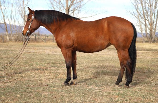 reining, show, ranch, performance, solid, beginner, advanced, horsemanship, finished, broke, trail, kids, safe, lesson, AQHA, NRHA