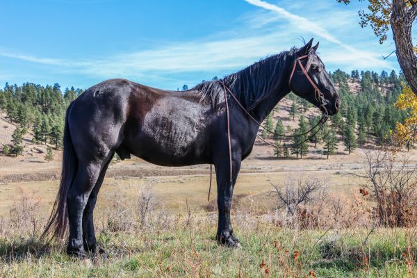 Black horse, mounted shooting, ranch horse, trail horse, half draft, Cody horse sale