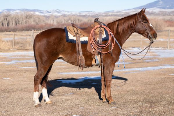 ranch horse, rope horse, family horse