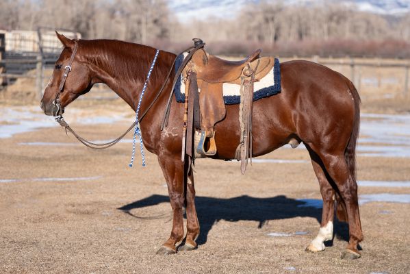 SS One Drop saddle profile 